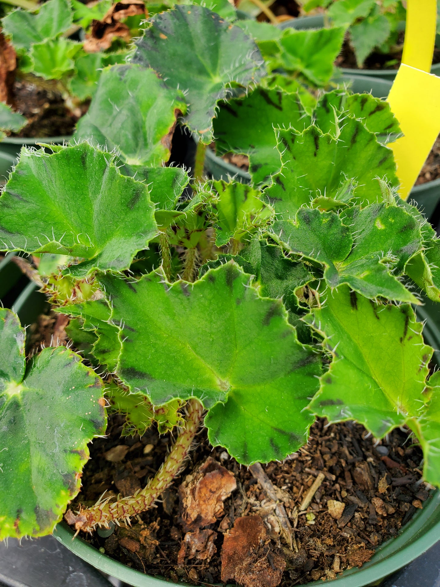 Begonia bowerae --Eyelash Begonia--