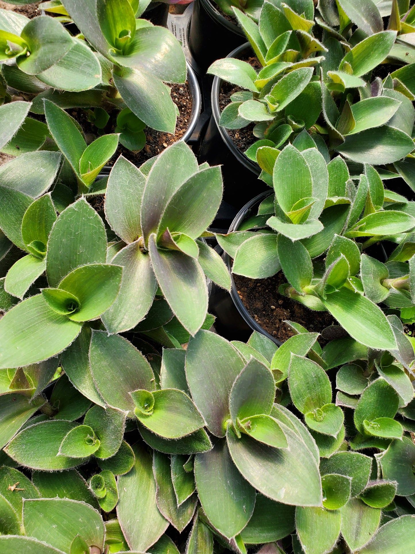 Tradescantia sillamontana --Purple Haze Wandering Jay--