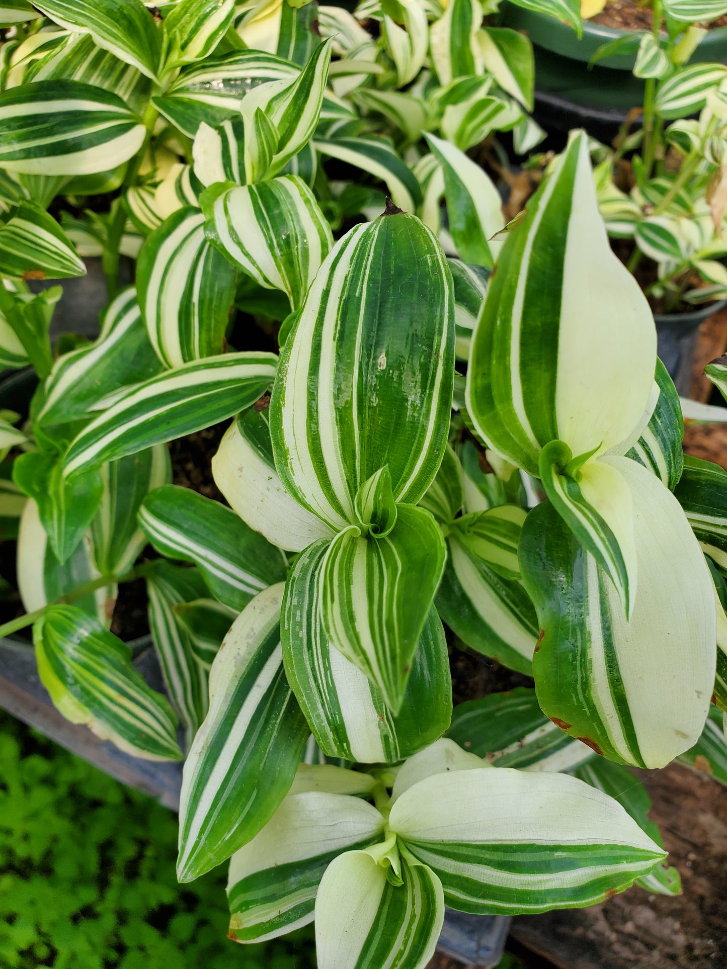 Tradescantia fluminensis 'Variegata' --Variegated Wandering Jay--