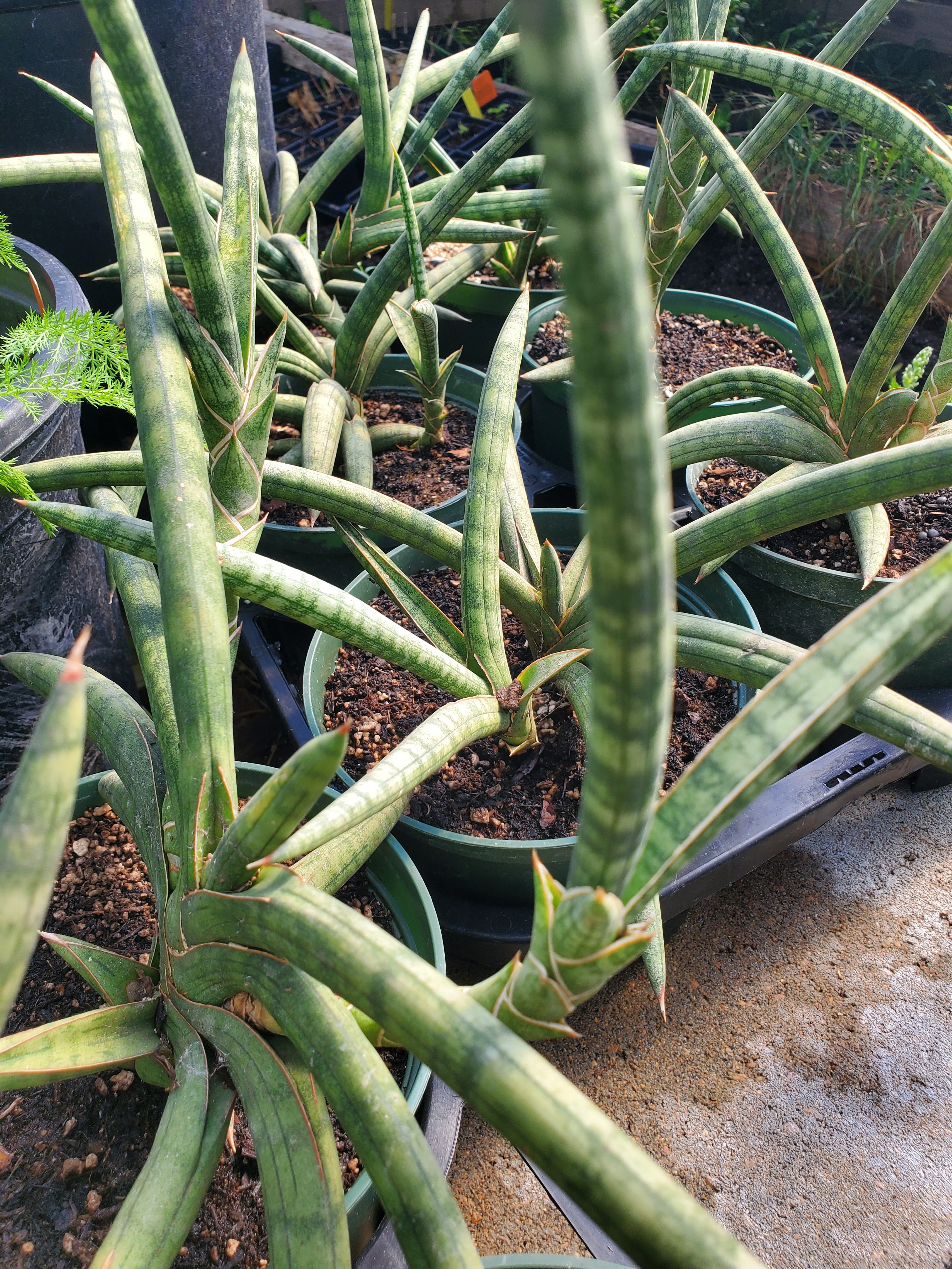 snake plant froze Sansevieria suffruticosa --Frosty Spears Snake Plant--