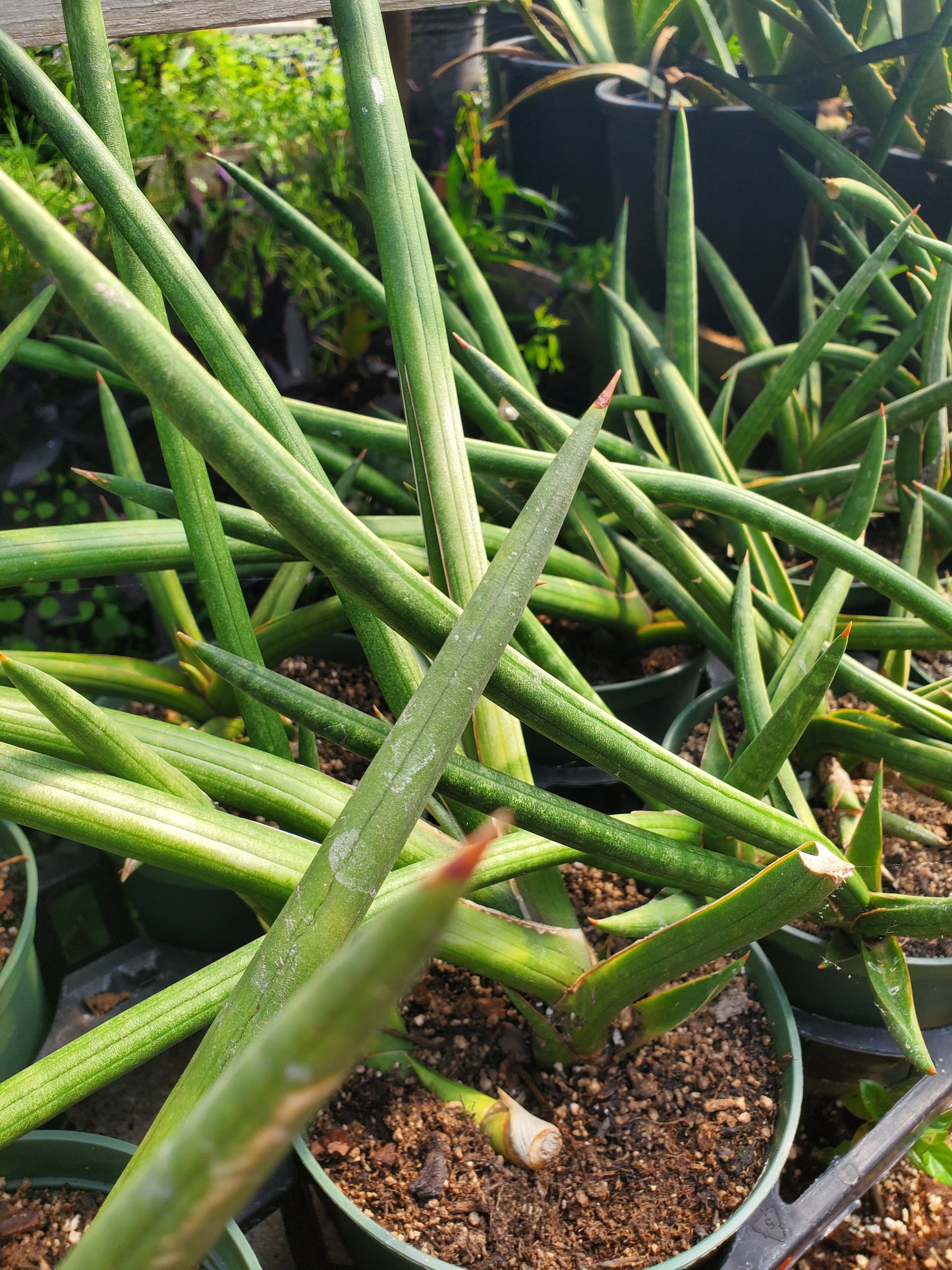 Sansevieria suffruticosa --Green Spears Snake Plant--