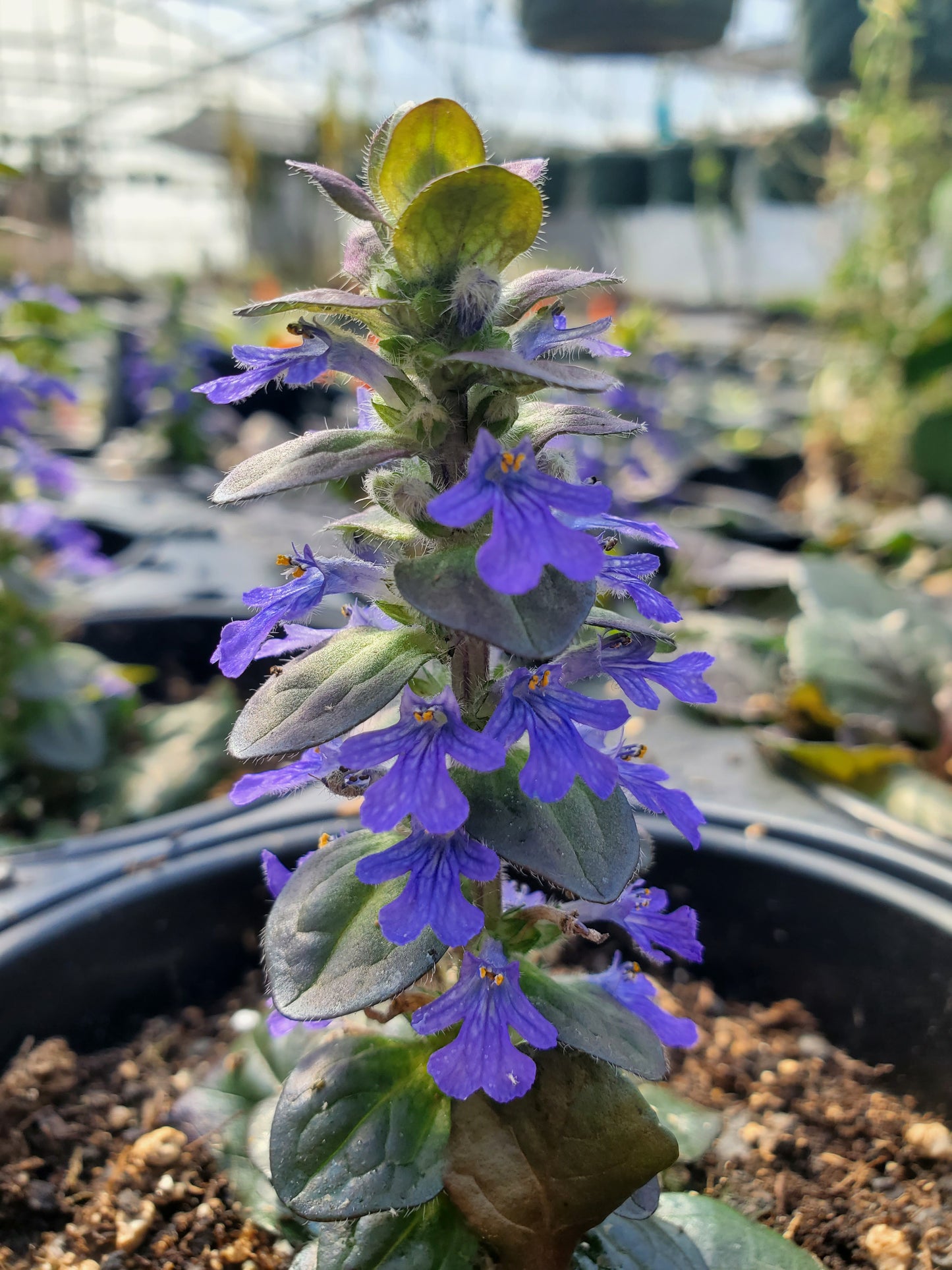 Ajuga Reptans --Bronze Beauty Bugleweed--