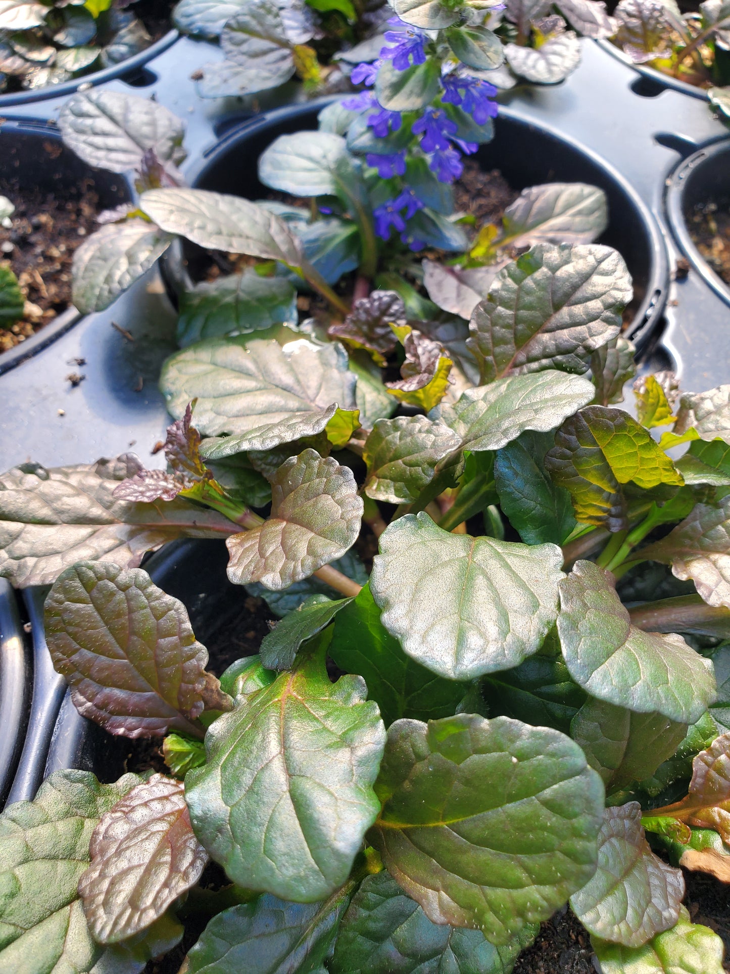 Ajuga Reptans --Bronze Beauty Bugleweed--