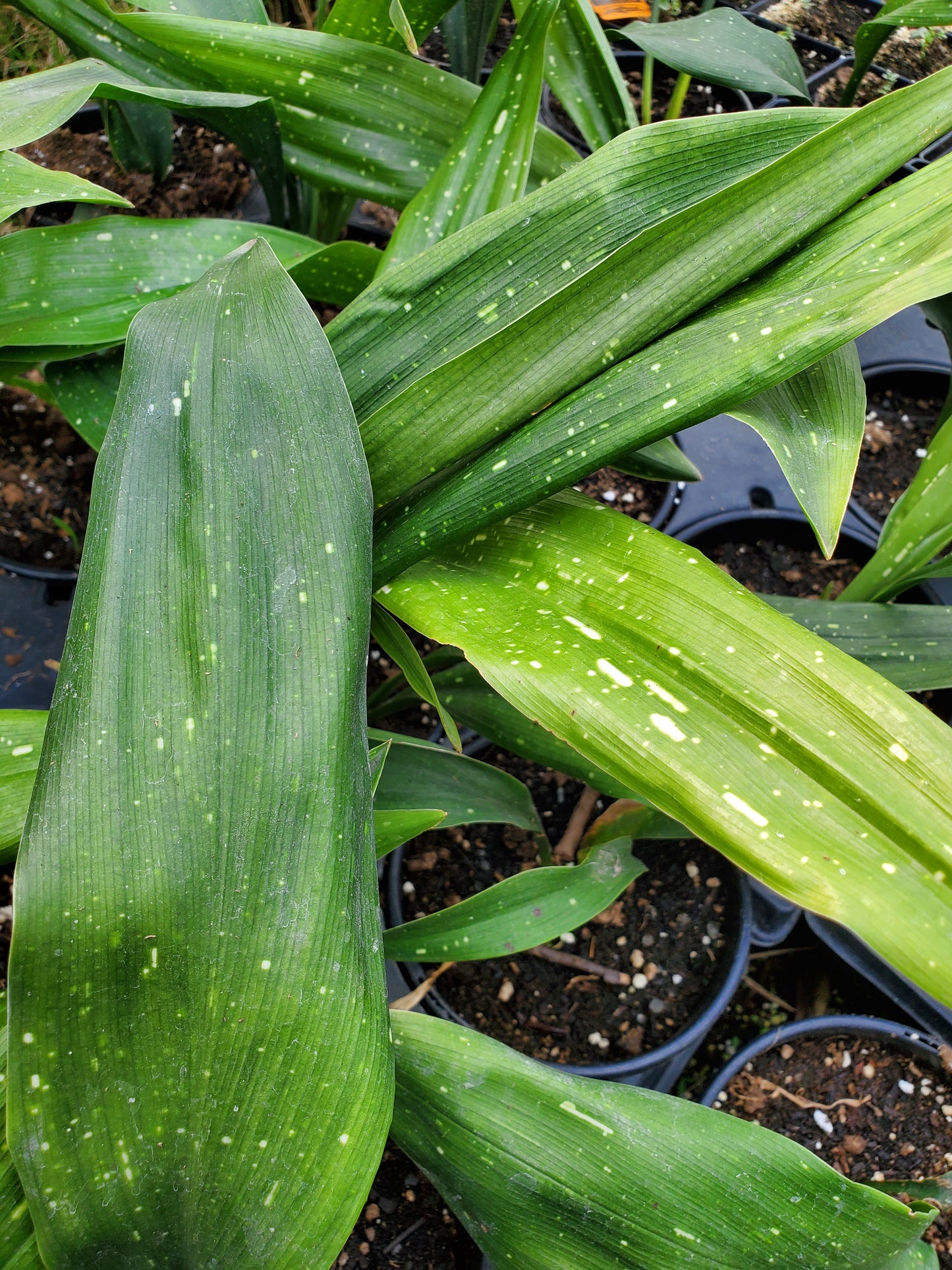 Aspidistra elatior 'Amanogawa' --Milky Way Cast Iron Plant--