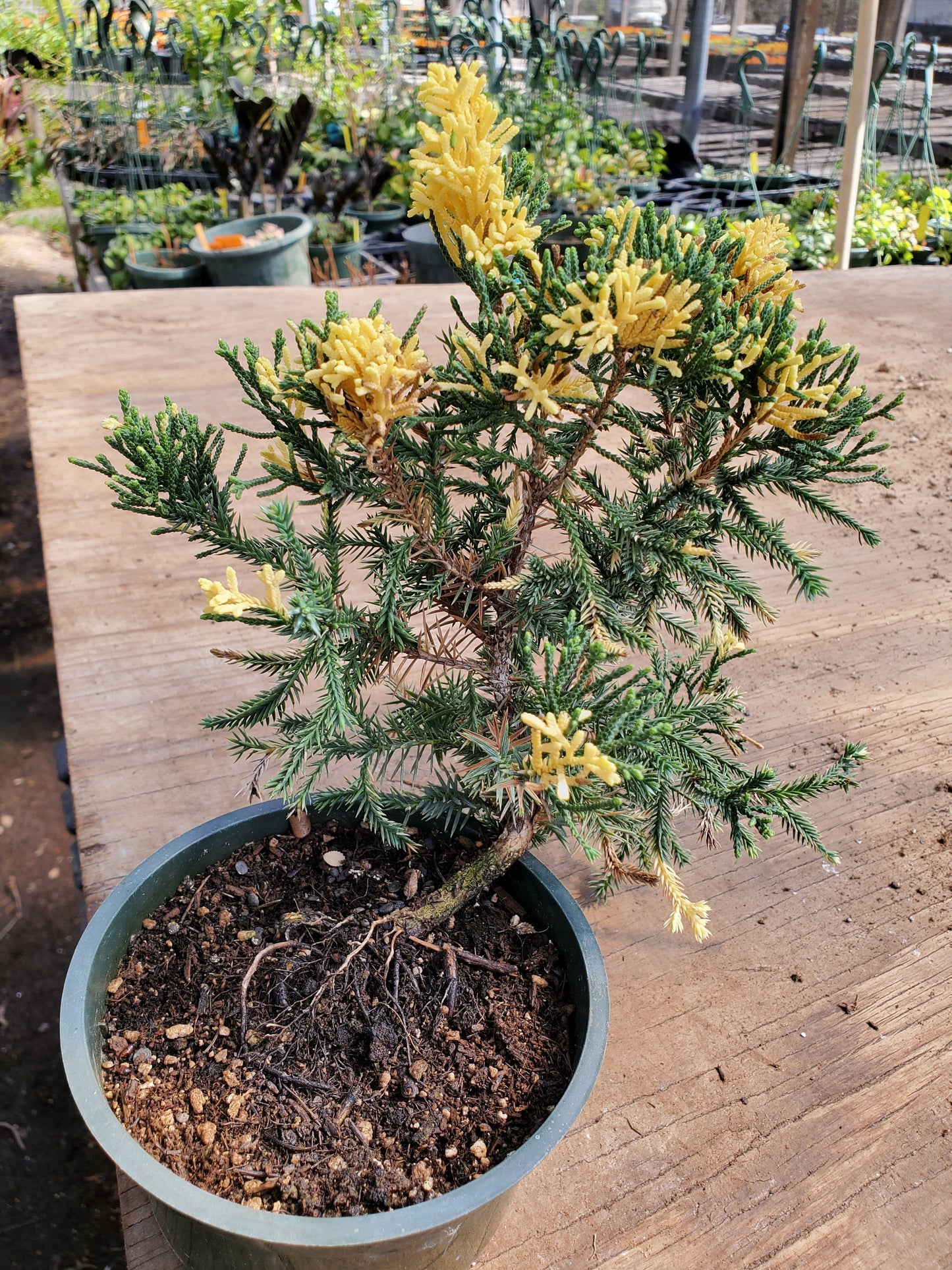Juniper parsoni --Bonsai Variegated Juniper--
