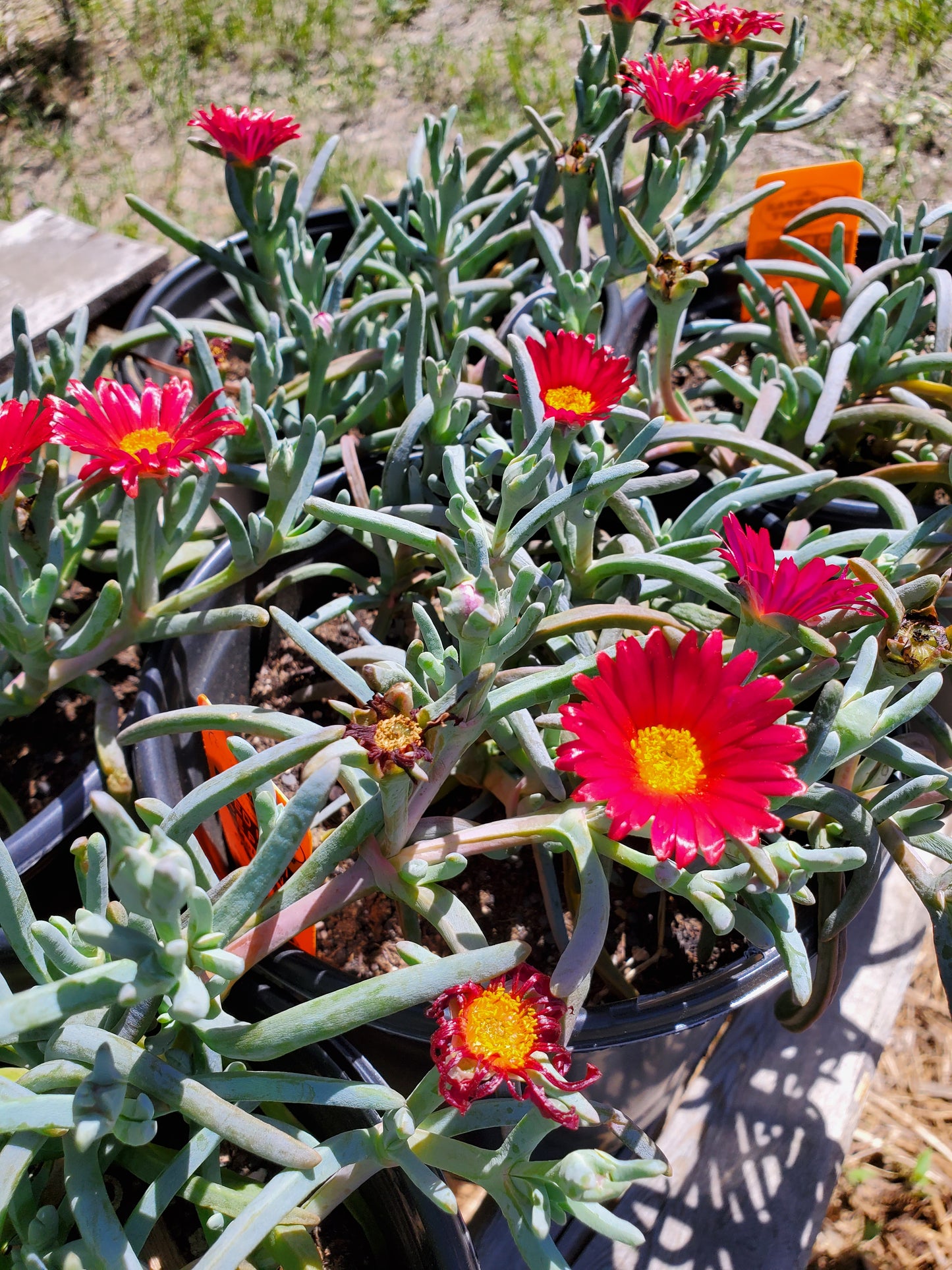 Malephora crocea --Red Rum Ice Plant--