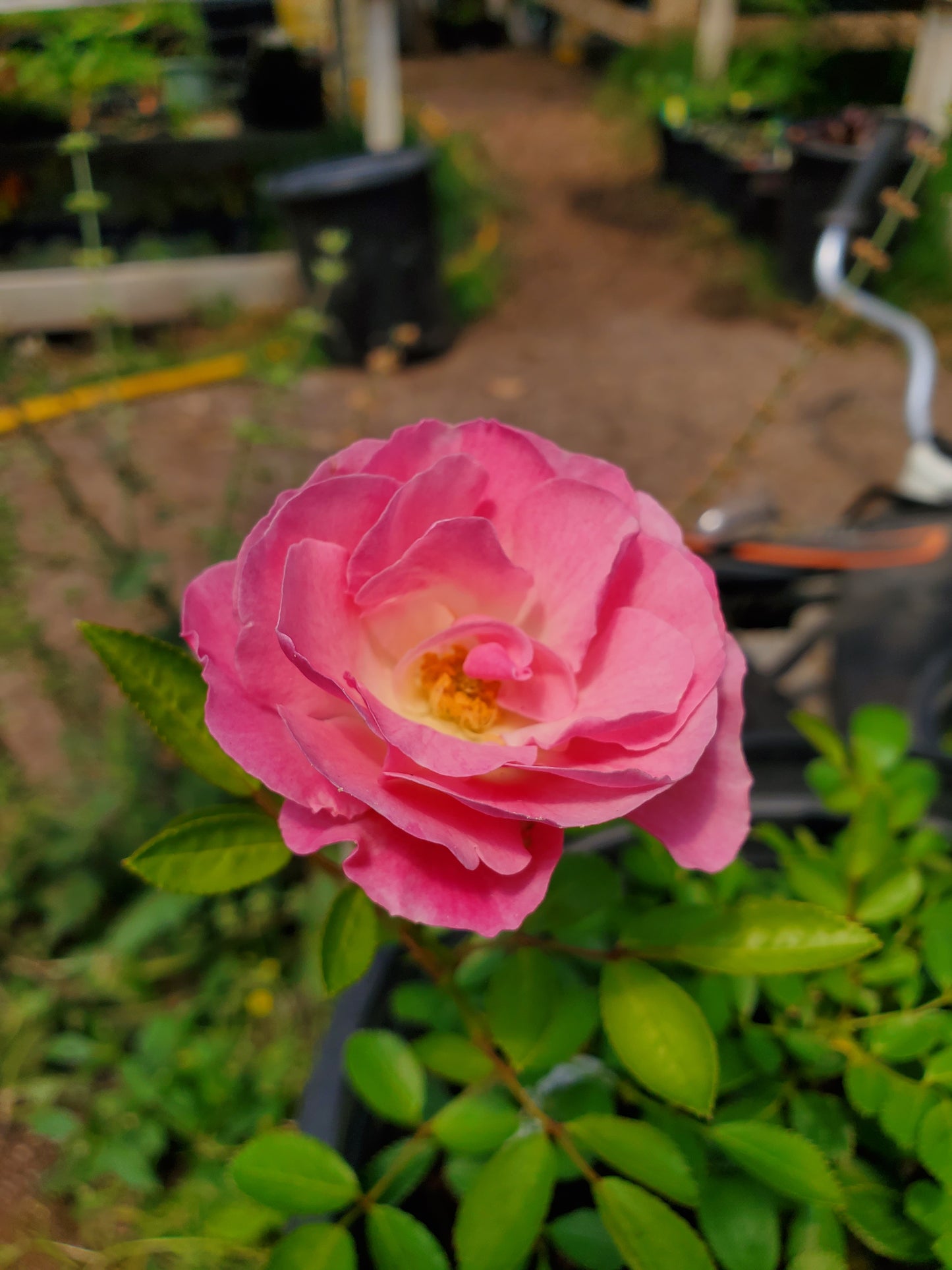 Rosa multiflora 'Tausendschon' --Thousand Beauties Climbing Rose--