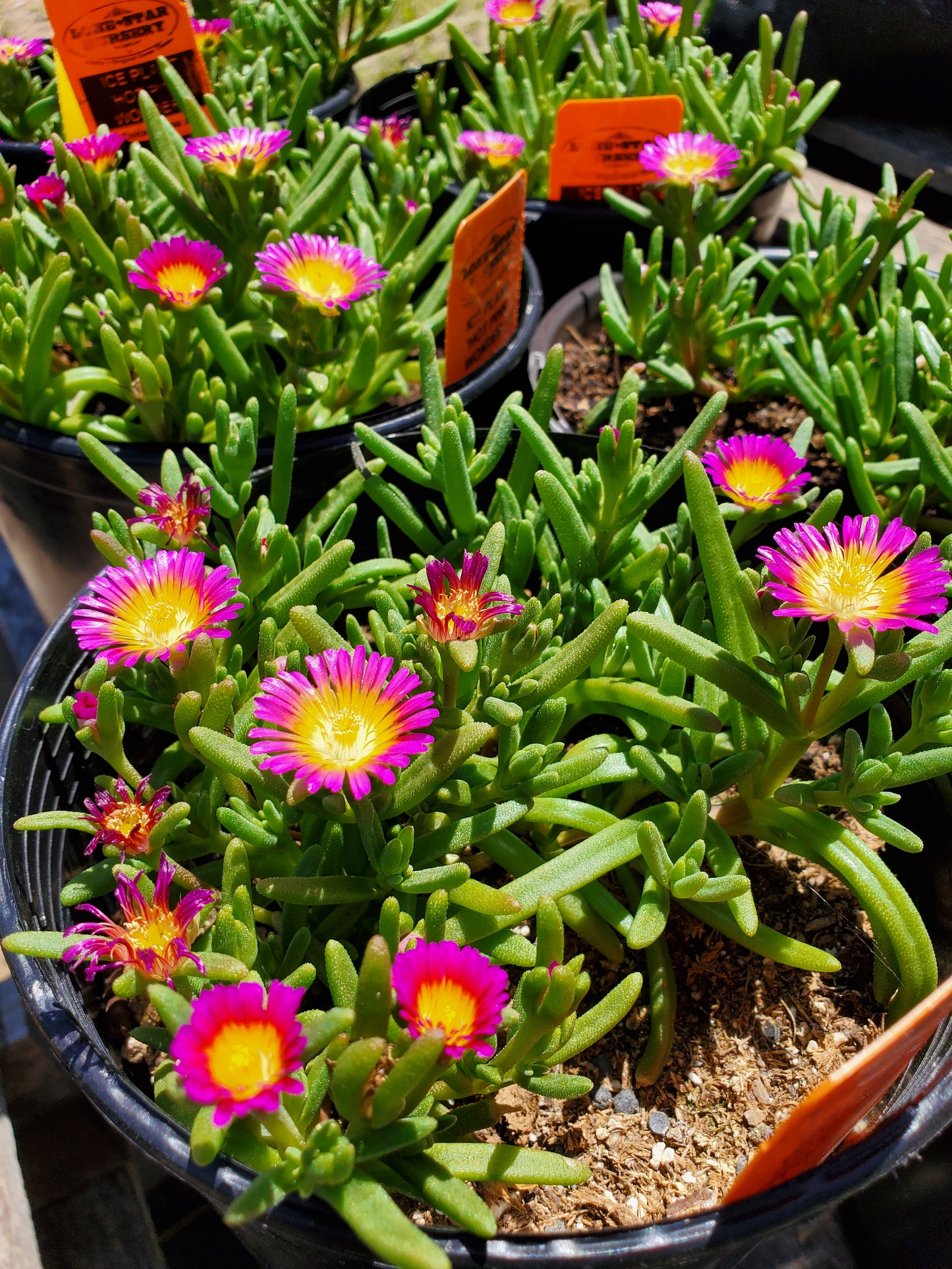 Delosperma --Hot Pink Wonder Ice Plant--