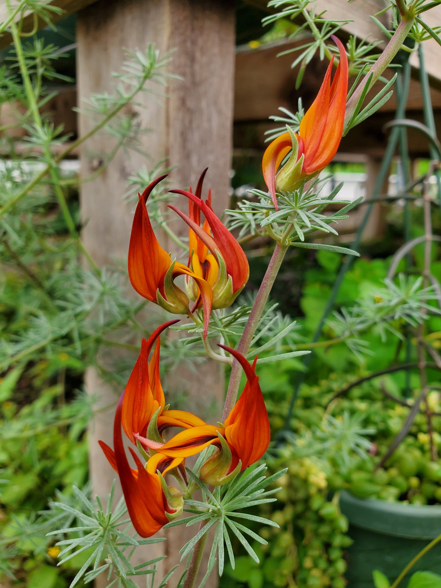 Lotus berthelotii --Parrot's Beak--