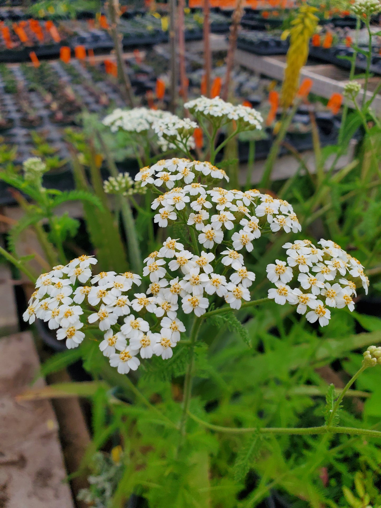 Achillea millefolium 'Occidentalis' --Native White Yarrow--