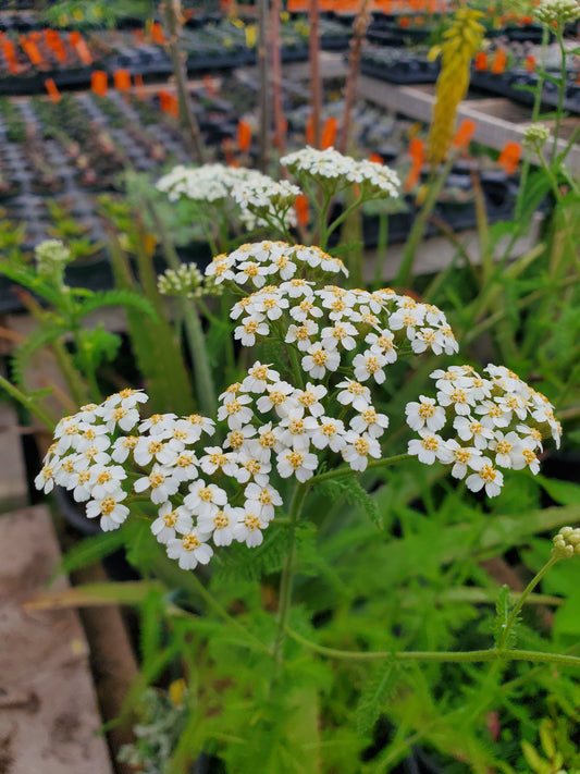 Achillea millefolium 'Occidentalis' --Native White Yarrow--