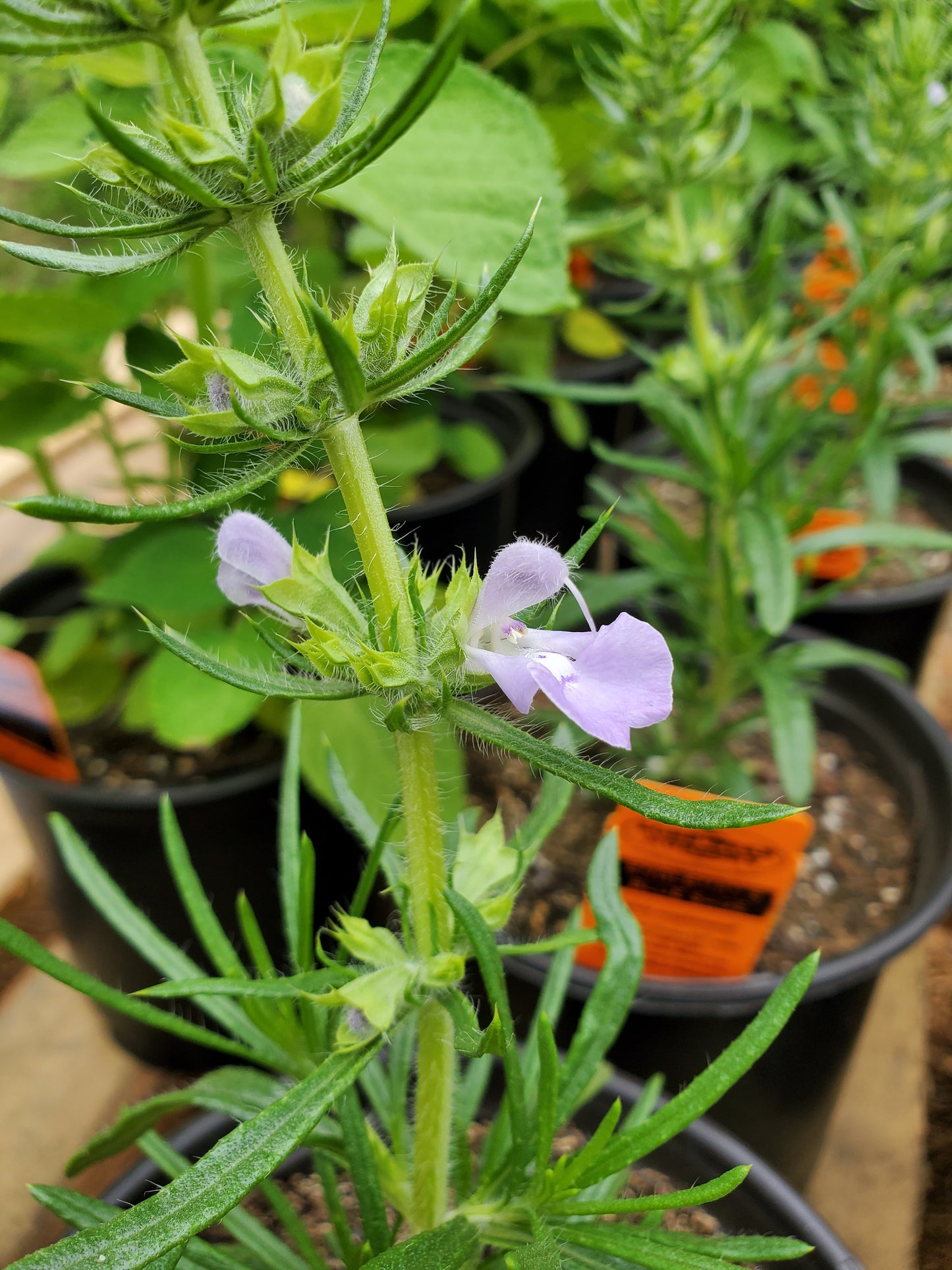 Salvia engelmannii --Engelmann's Blue Sage--