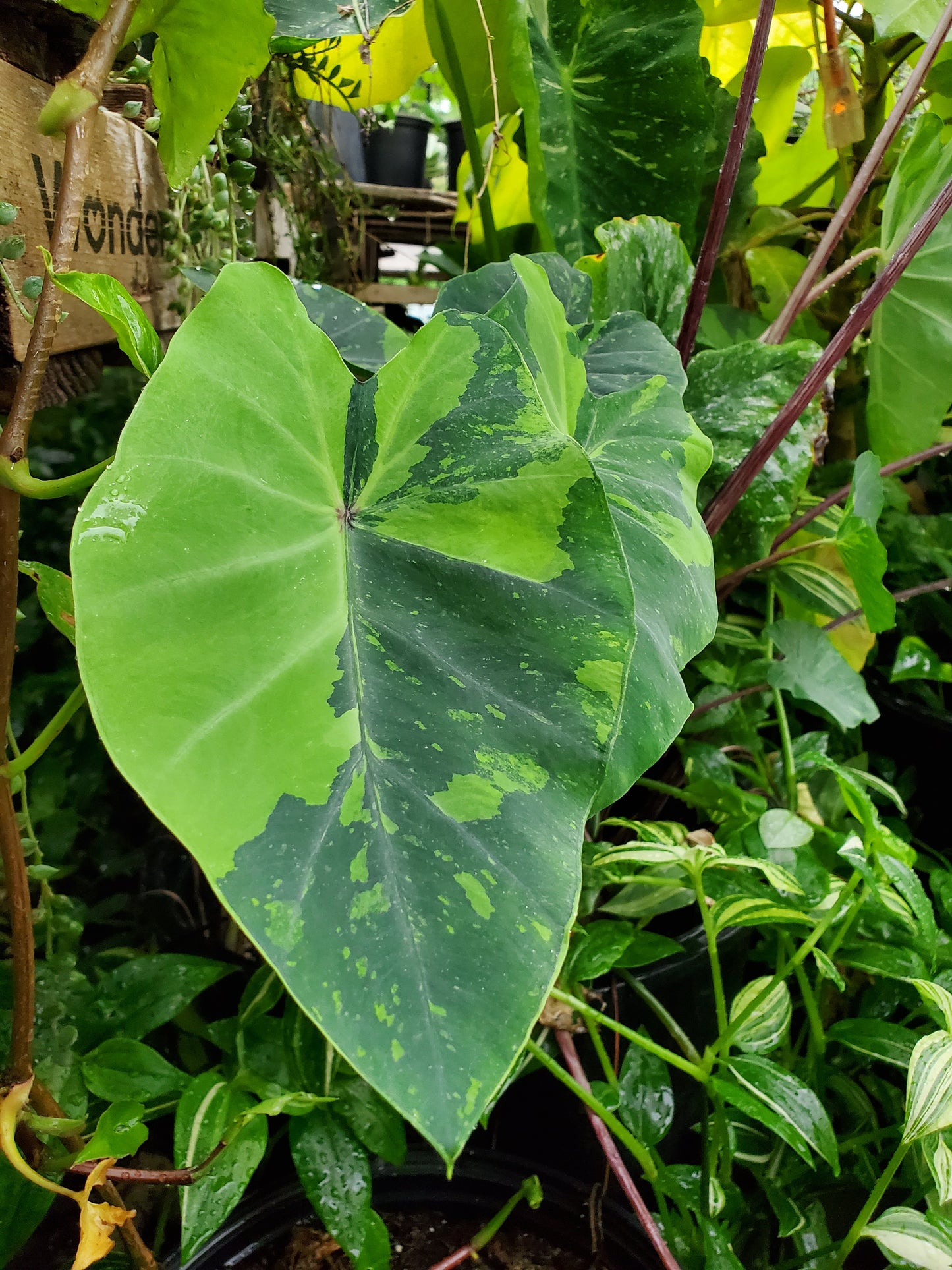 Colocasia esculenta --Lemon-Lime Gecko Elephant Ear--