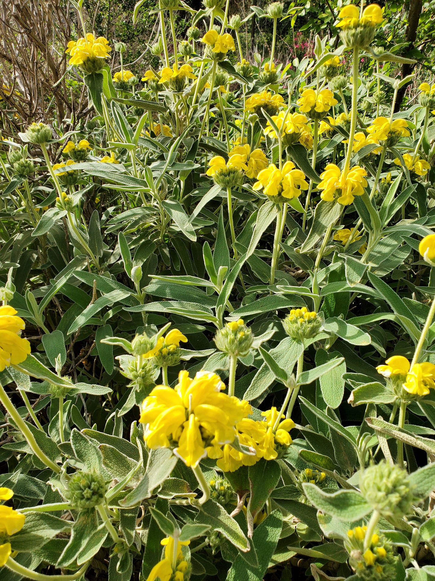 Phlomis fruticosa --Jerusalem Yellow Sage--