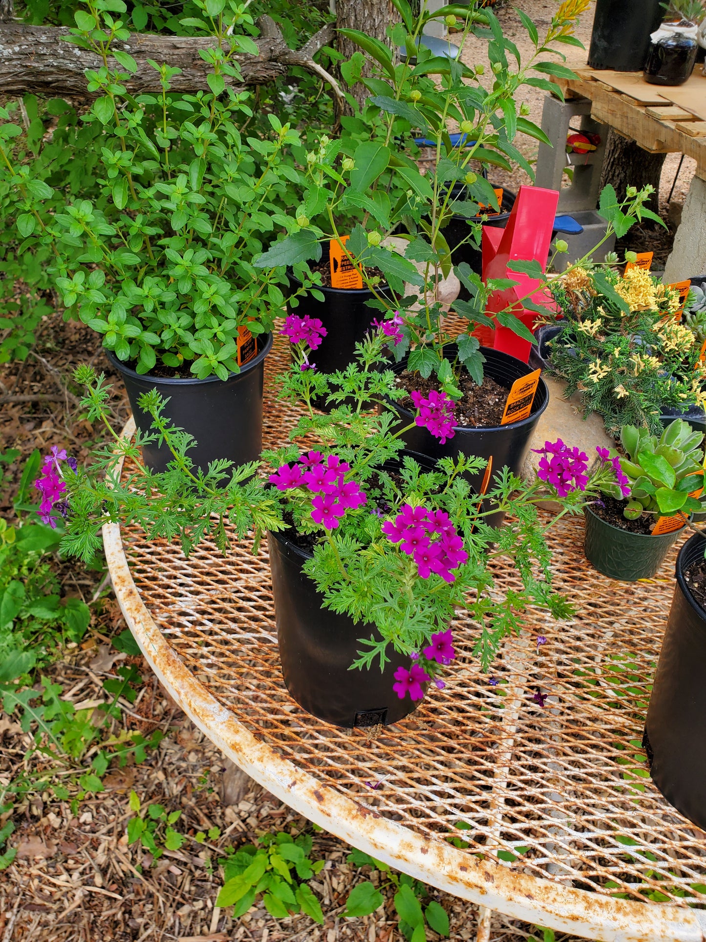 Verbena tenuisecta --Decked Out Verbena--