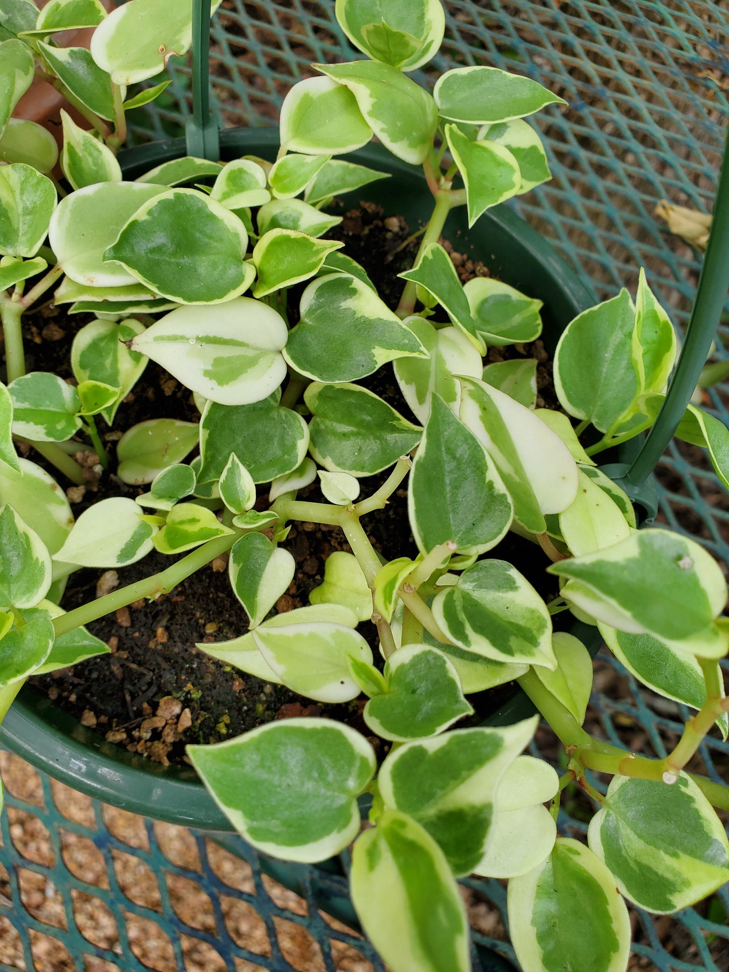 Peperomia scandens --Variegated Cupid Peperomia--