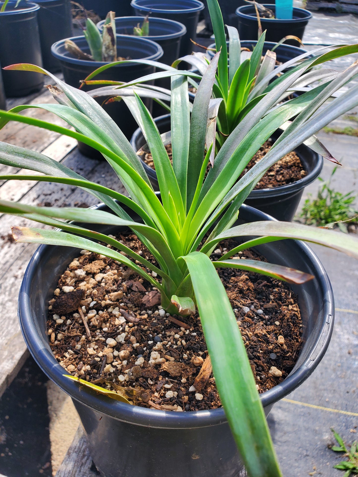 Yucca x. --Big Blue Yucca--