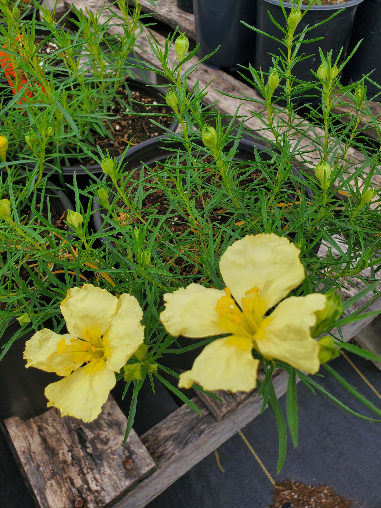 Calylophus berlandieri --Berlandier's Butter Cream Sundrop--