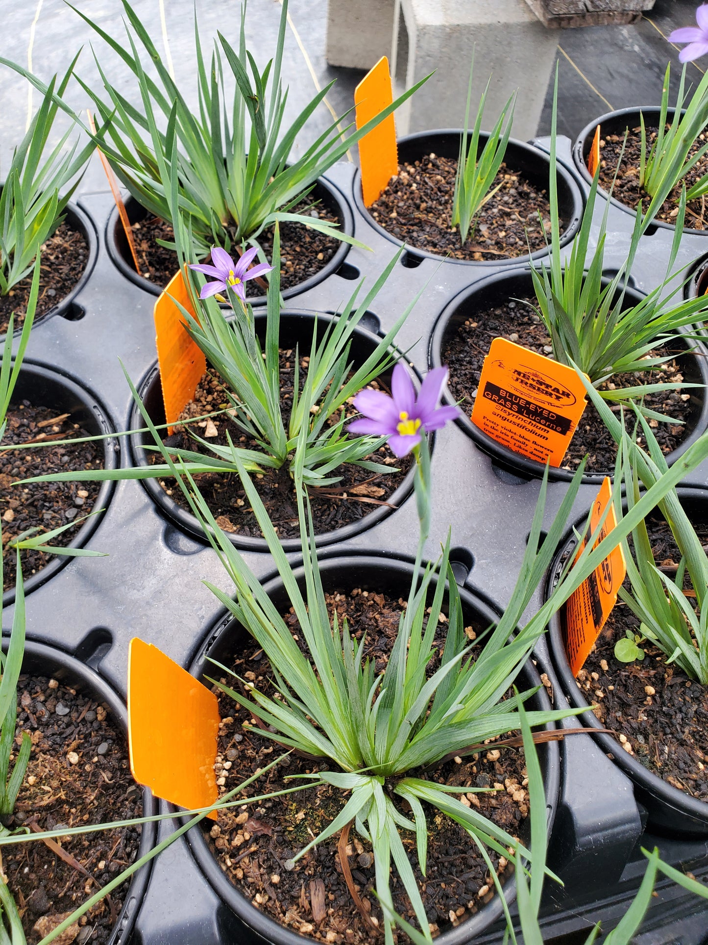 Sisyrinchium angustifolium 'Lucerne' --Blue-eyed Grass--