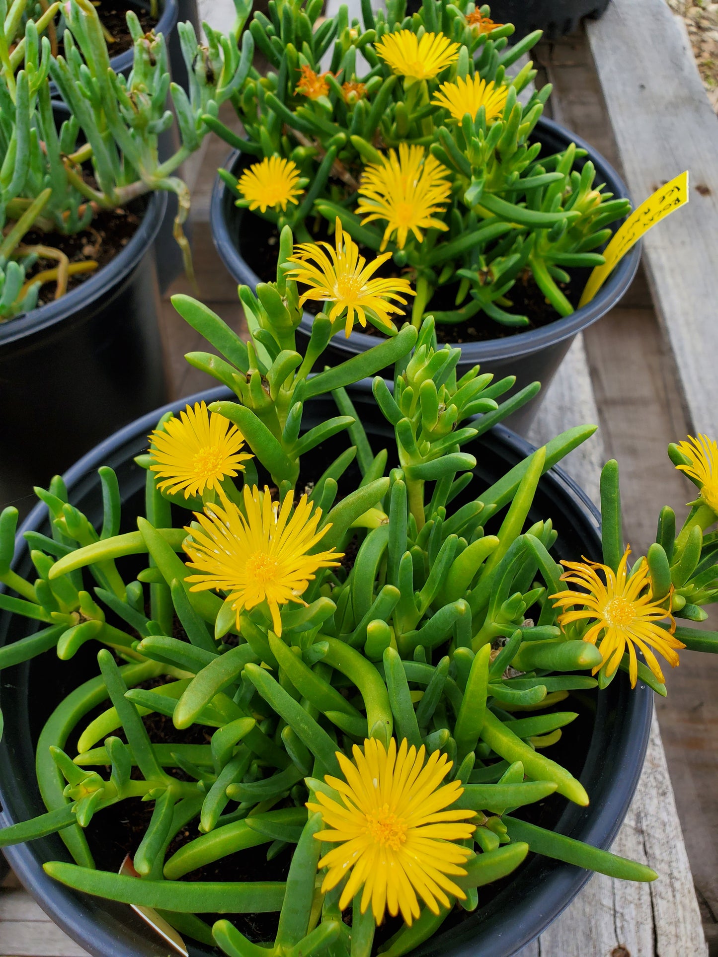Malephora lutea --Rocky Point Ice Plant--