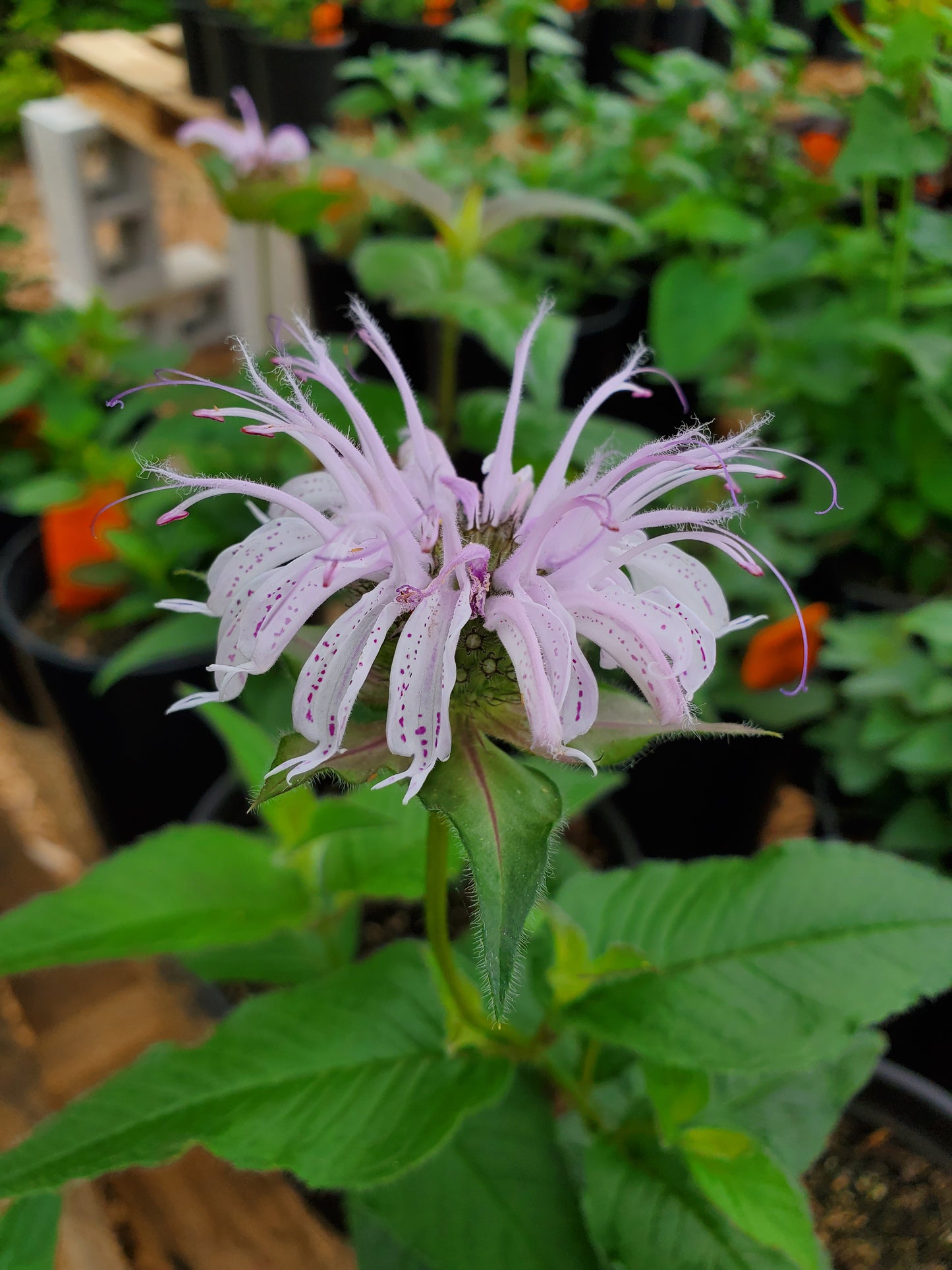 Monarda bradburiana --Bradbury's Bee Balm--