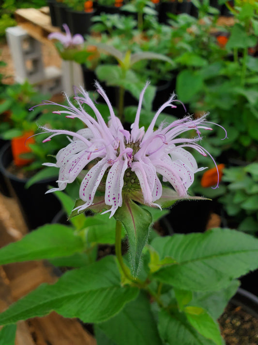 Monarda bradburiana --Bradbury's Bee Balm--