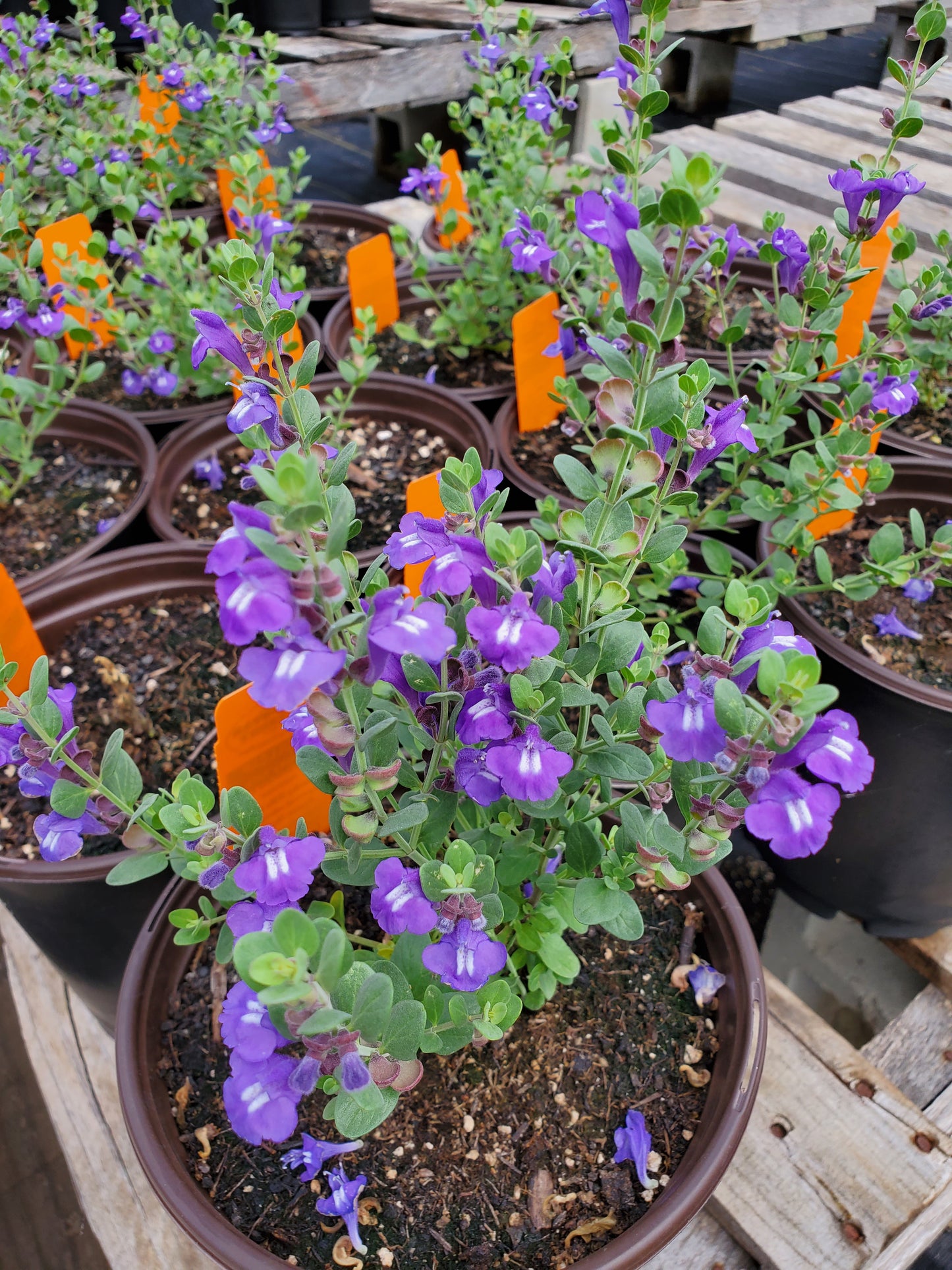 Scutellaria resinosa --Smoky Hills Skullcap--