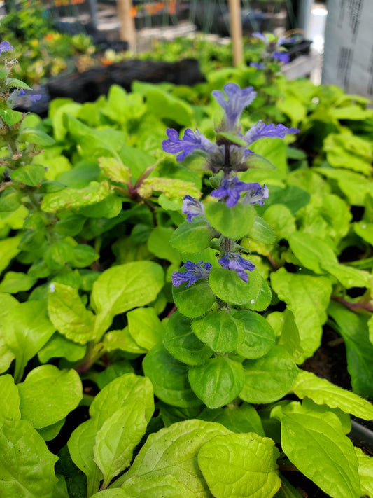 Ajuga Reptans --Lemon & Lime Bugleweed--