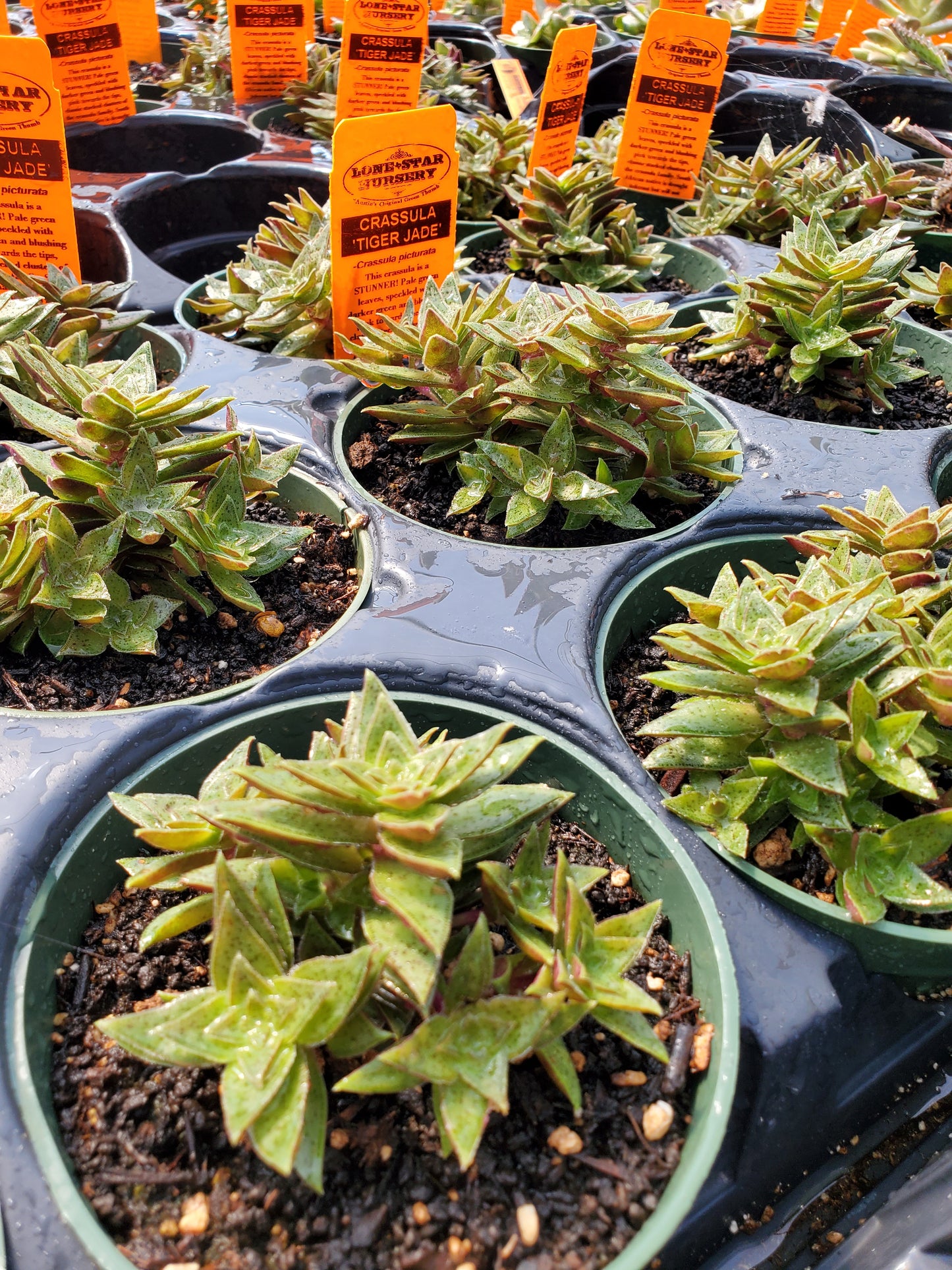 Crassula picturata 'Tiger Jade'