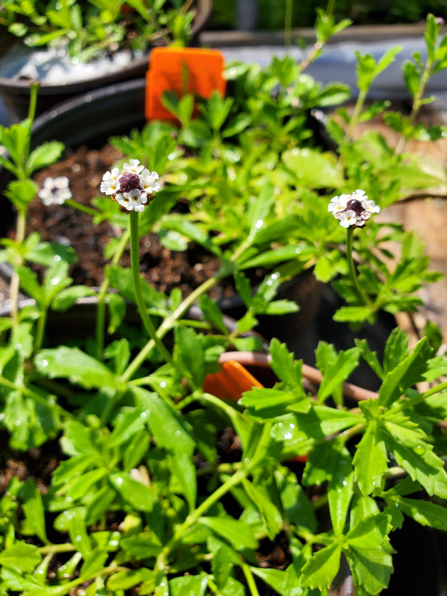 Phyla nodiflora --Texas Frog Fruit--