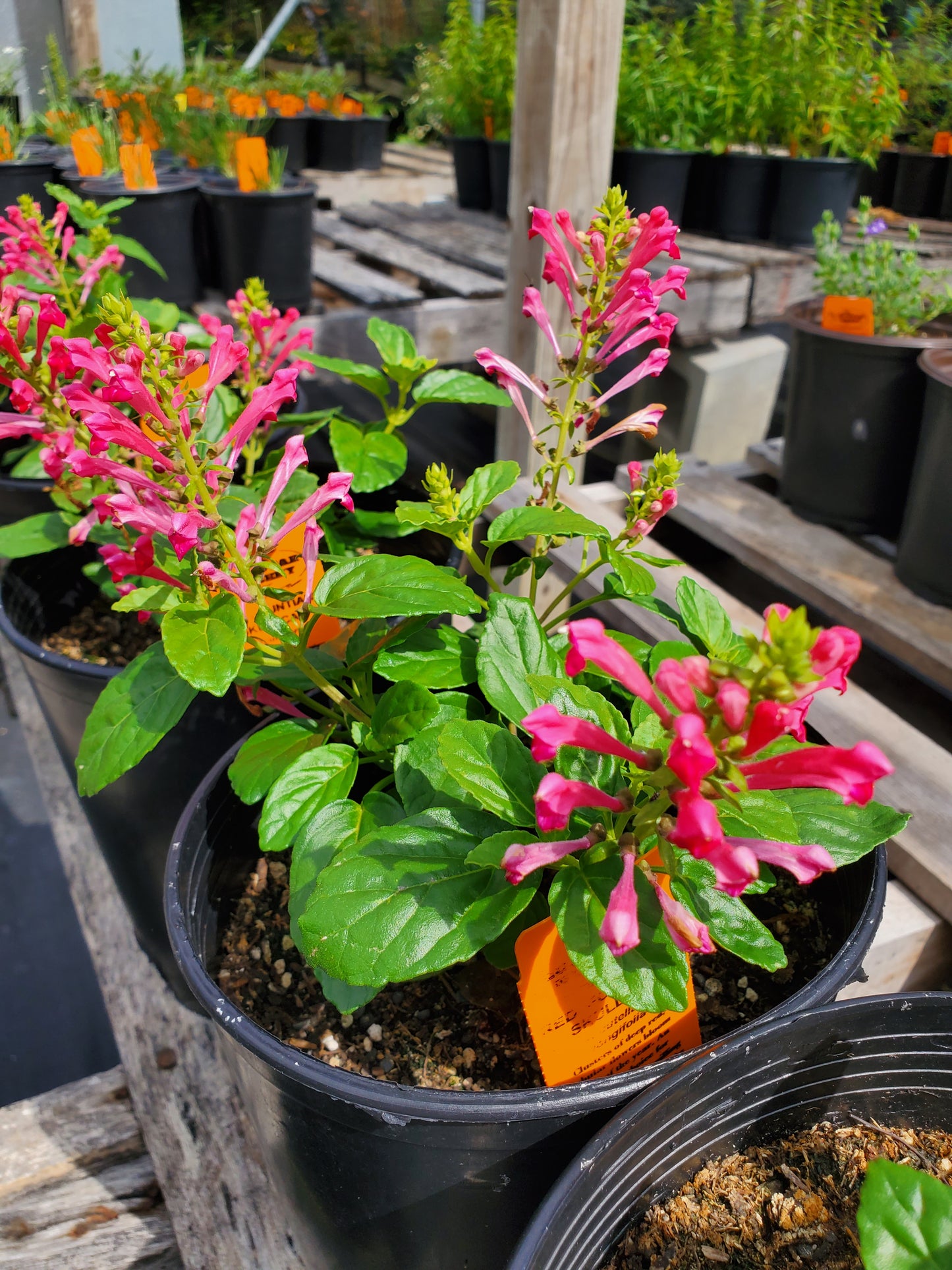 Scutellaria longifolia --Red Fountains Skullcap--