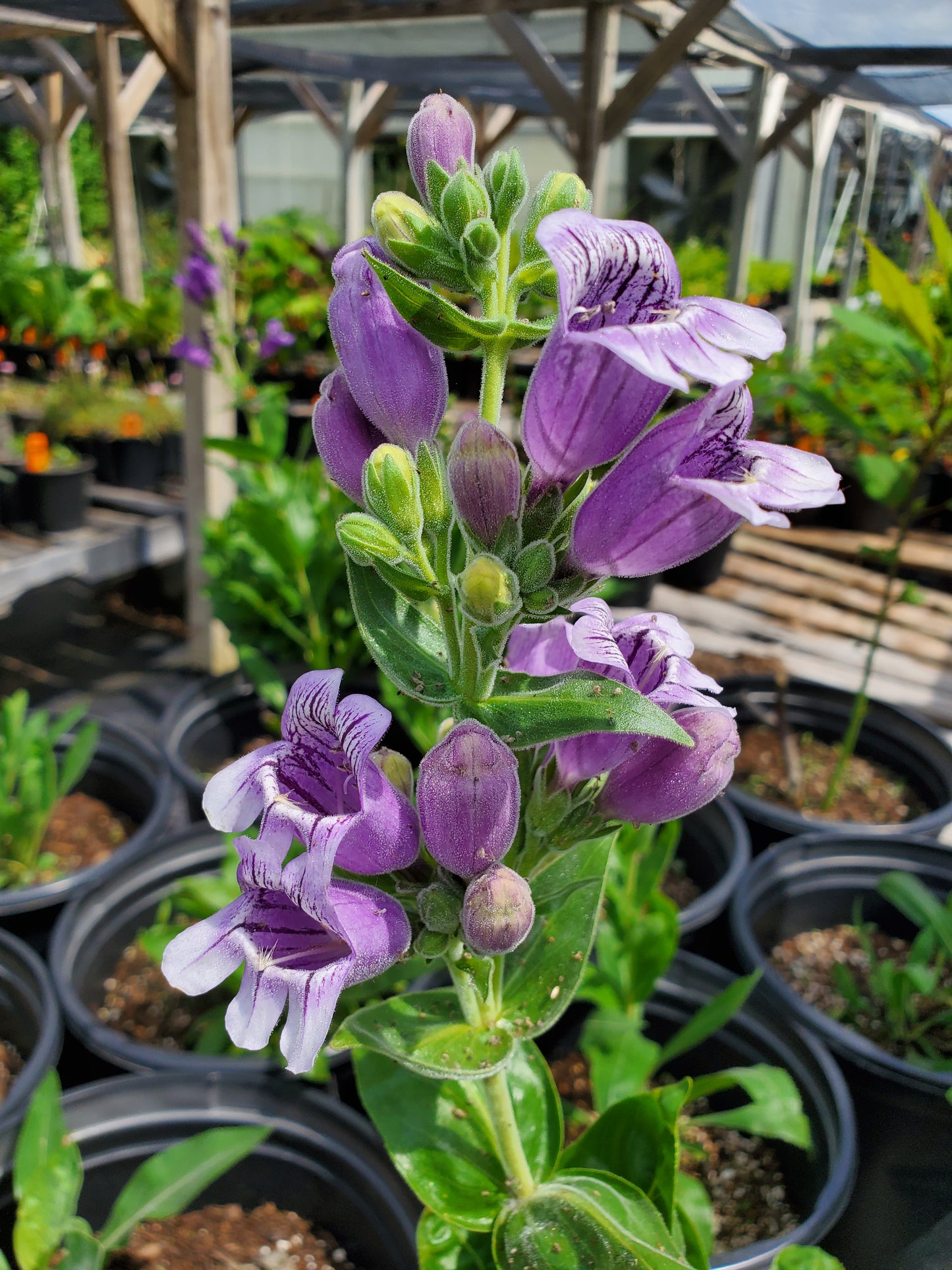 Penstemon cobaea --Showy Beardtongue--