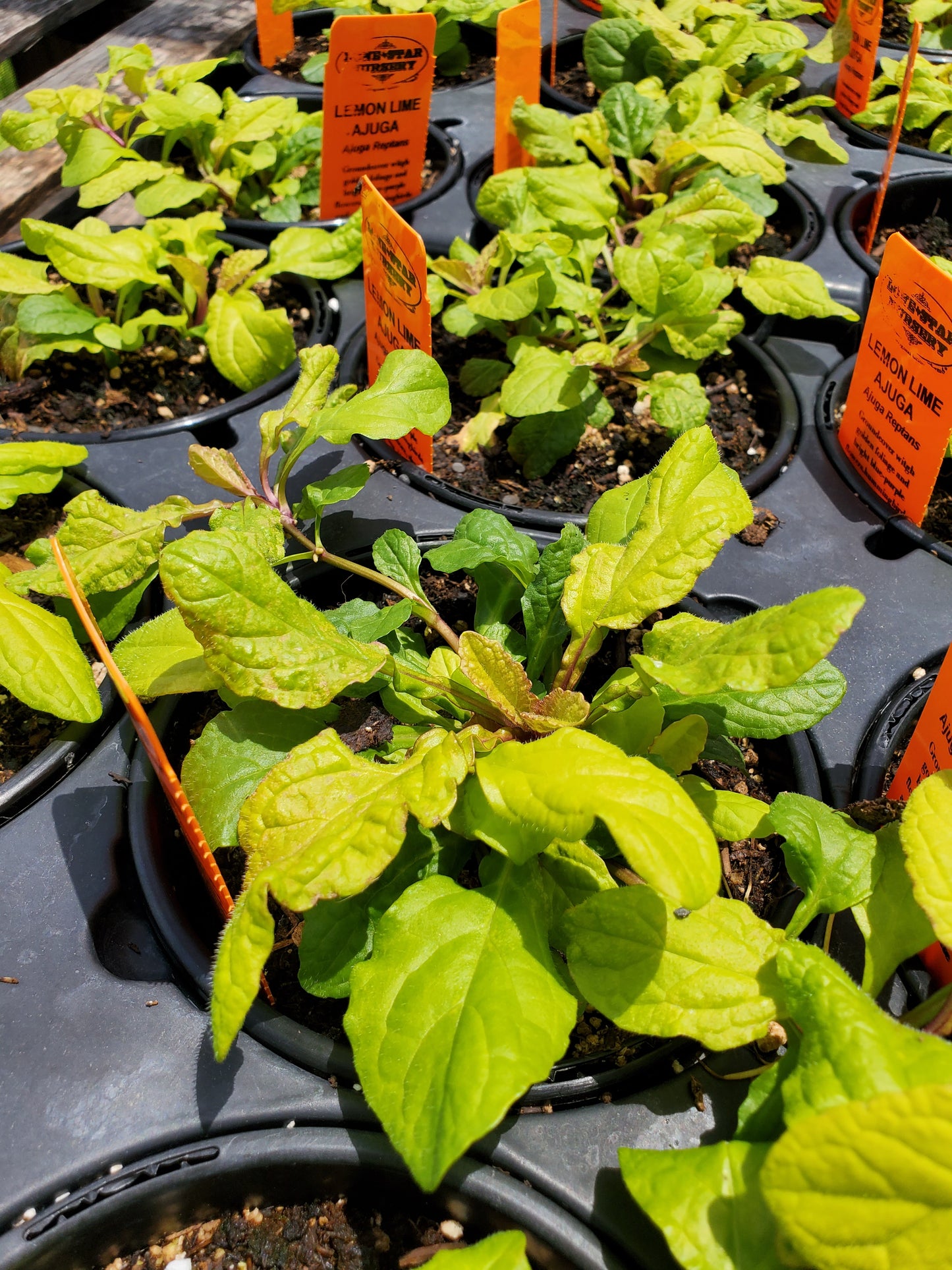 Ajuga Reptans --Lemon & Lime Bugleweed--