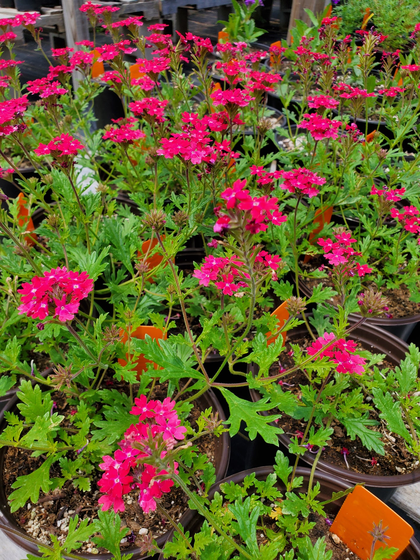 Verbena peruviana --Pink Verbena--