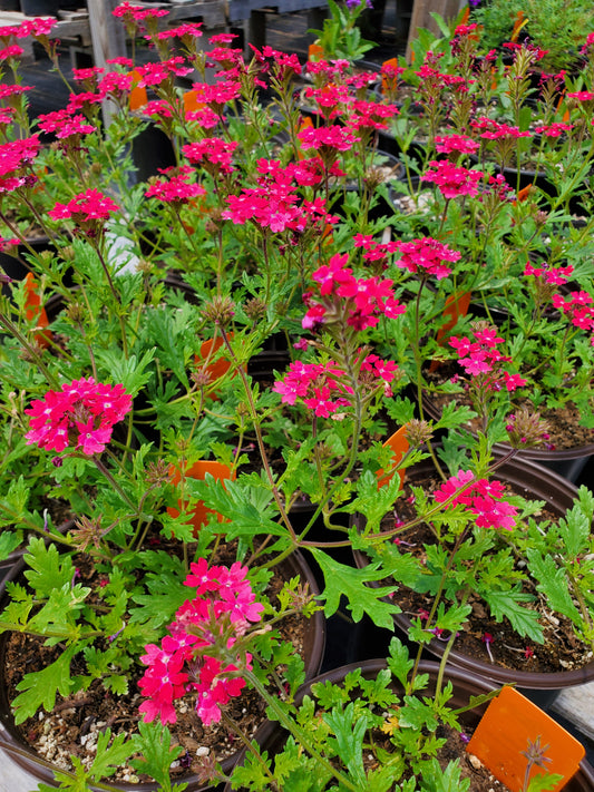 Verbena peruviana --Pink Verbena--
