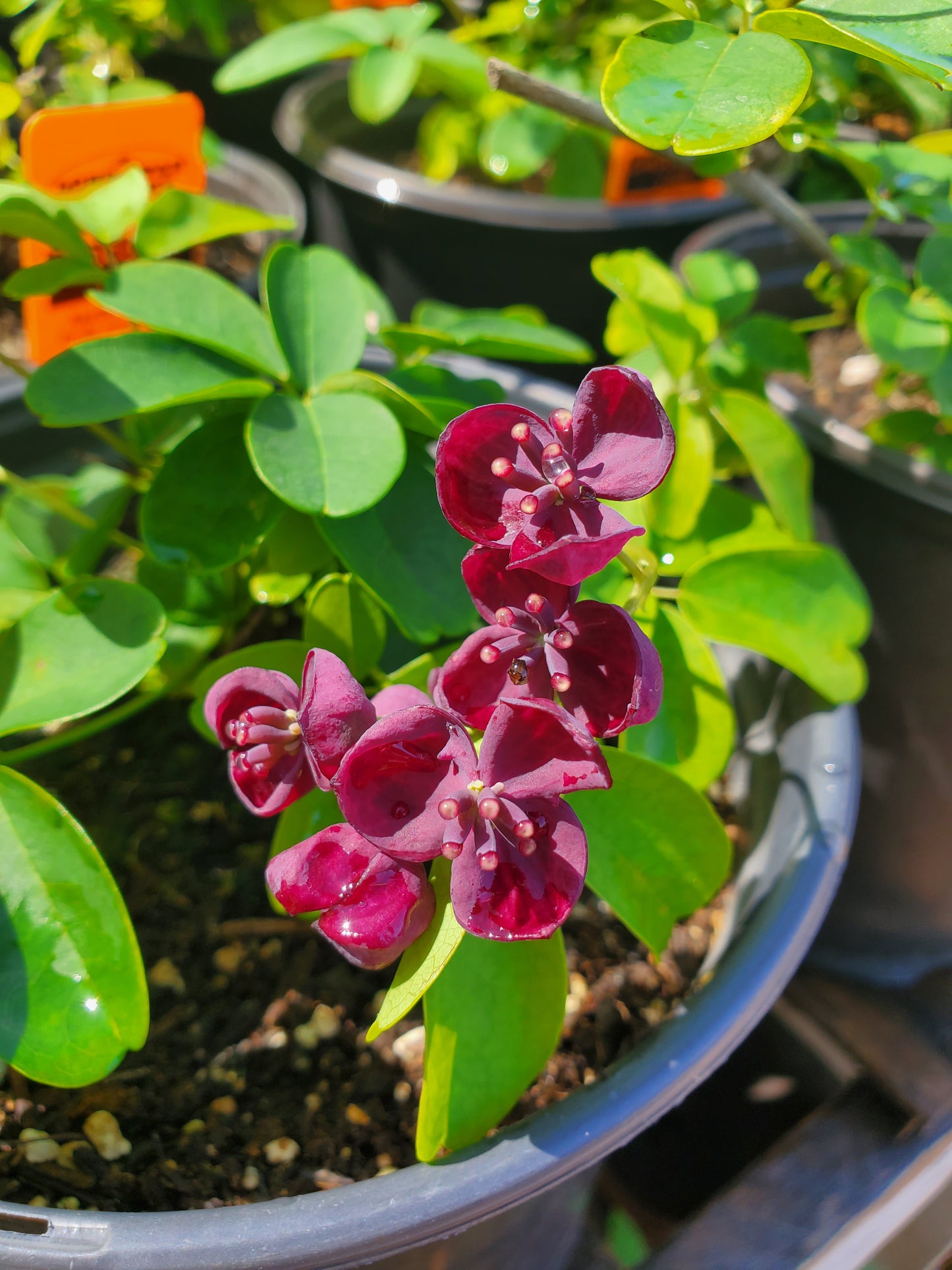 Akebia quinata --Chocolate Vine--