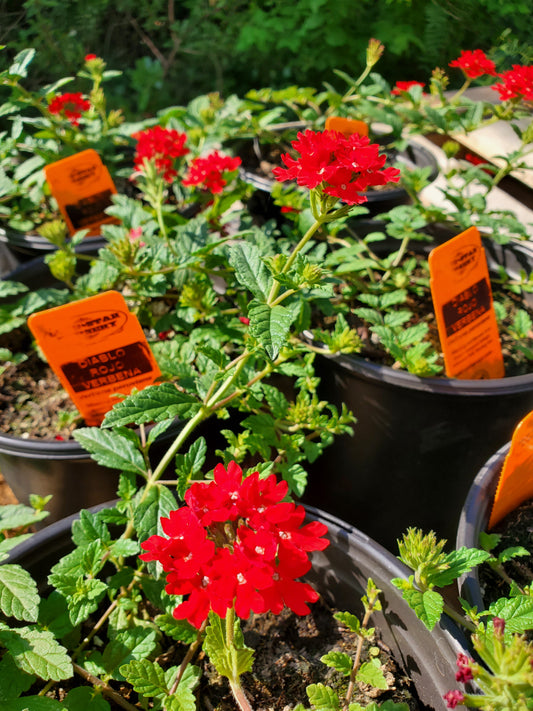 Verbena peruviana 'Red Devil' --Diablo Rojo Verbena--