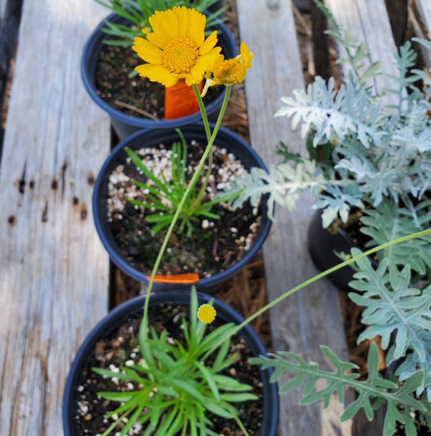 Hymenoxys scaposa 'Travis' --Narrow-Leaf Four-Nerve Daisy--