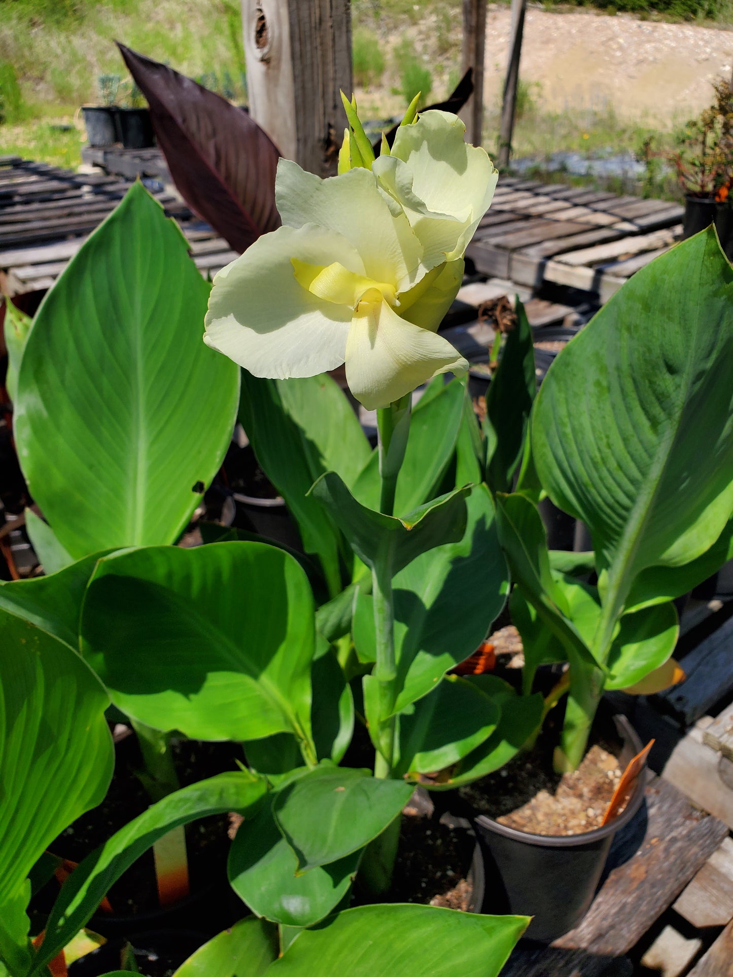 Canna x generalis 'Ermine'