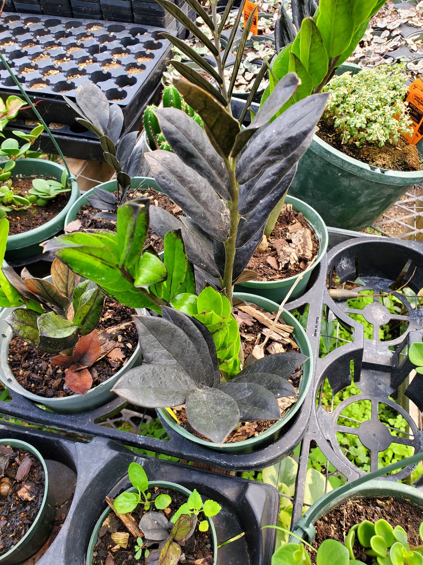 Zamioculcas zamiifolia 'Dowon' --Black ZZ Plant--