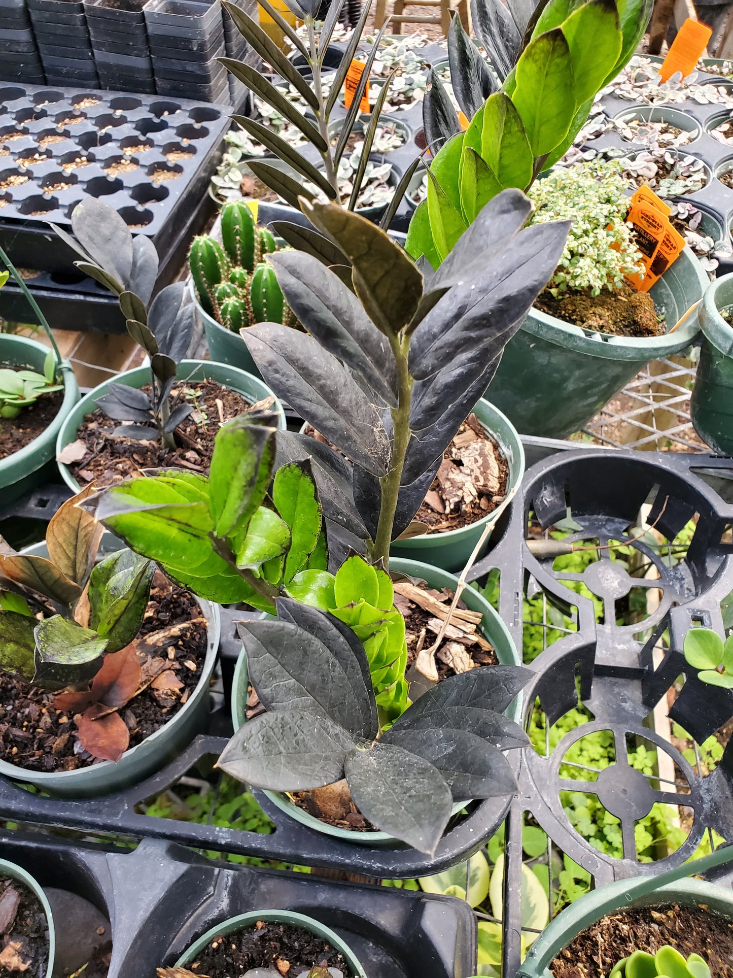 Zamioculcas zamiifolia 'Dowon' --Black ZZ Plant--