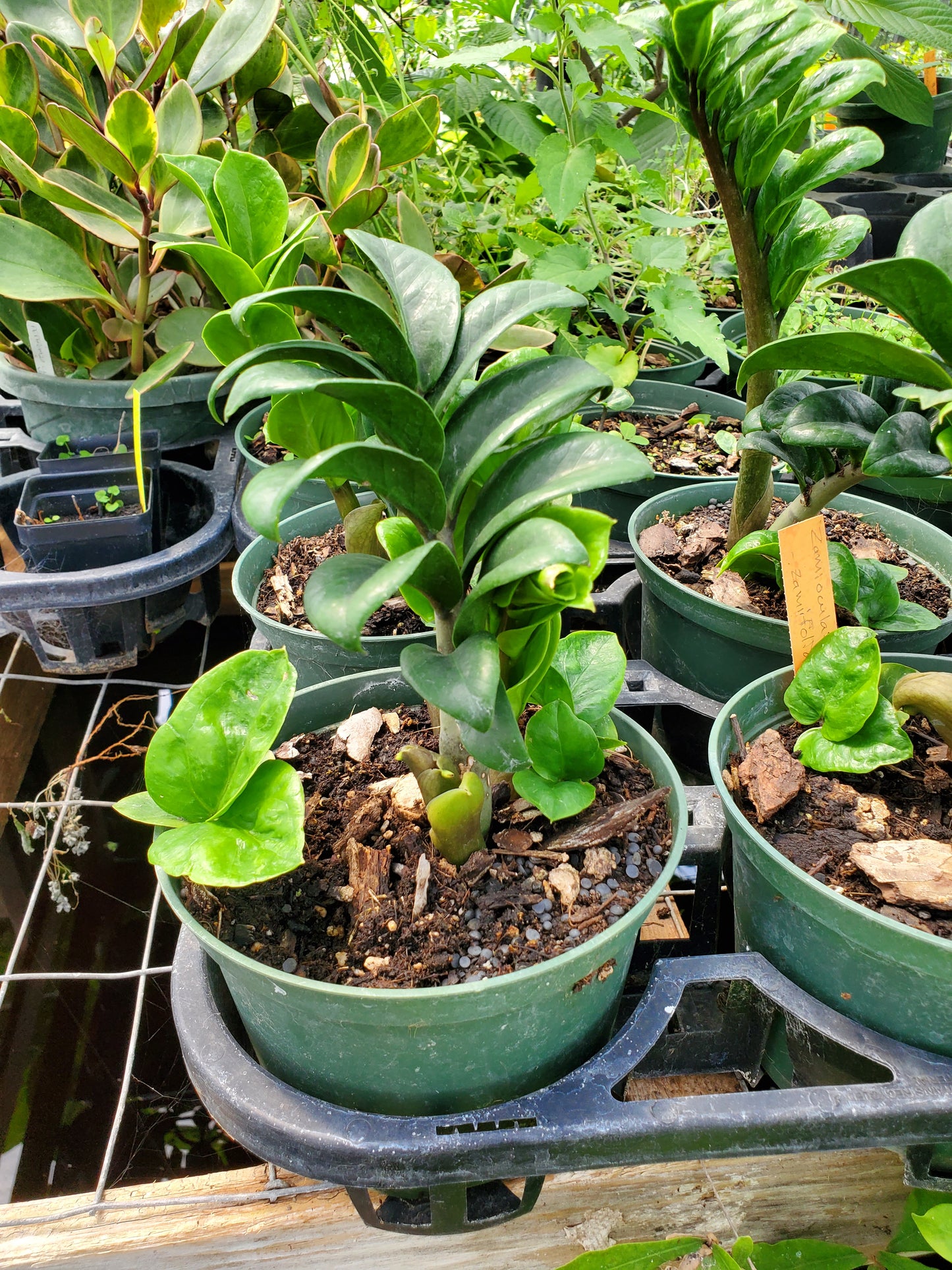 Zamioculcas zamiifolia 'Zenzi' --Dwarf ZZ Plant--