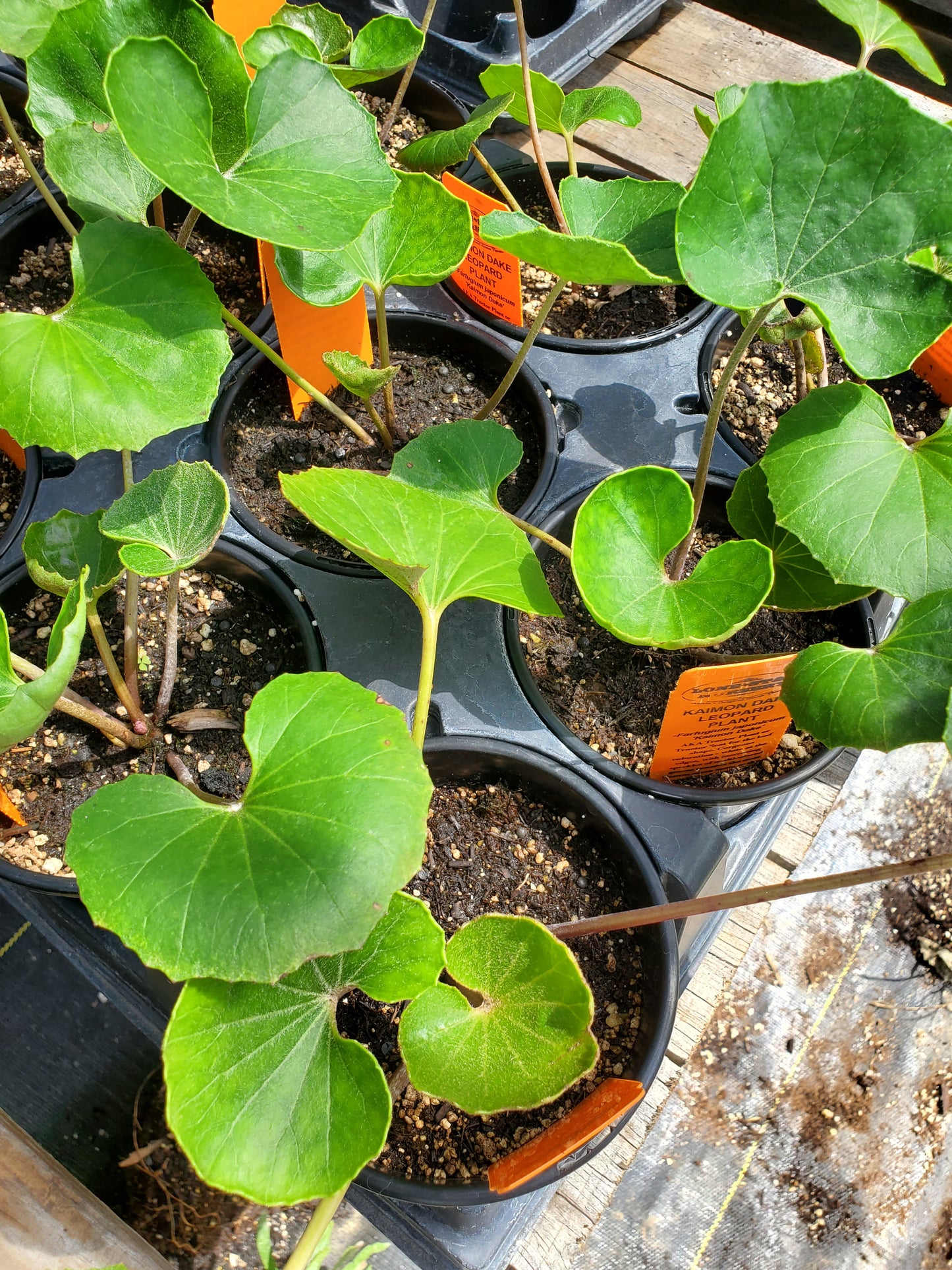 Farfugium japonicum --Kaimon Dake Leopard Plant--
