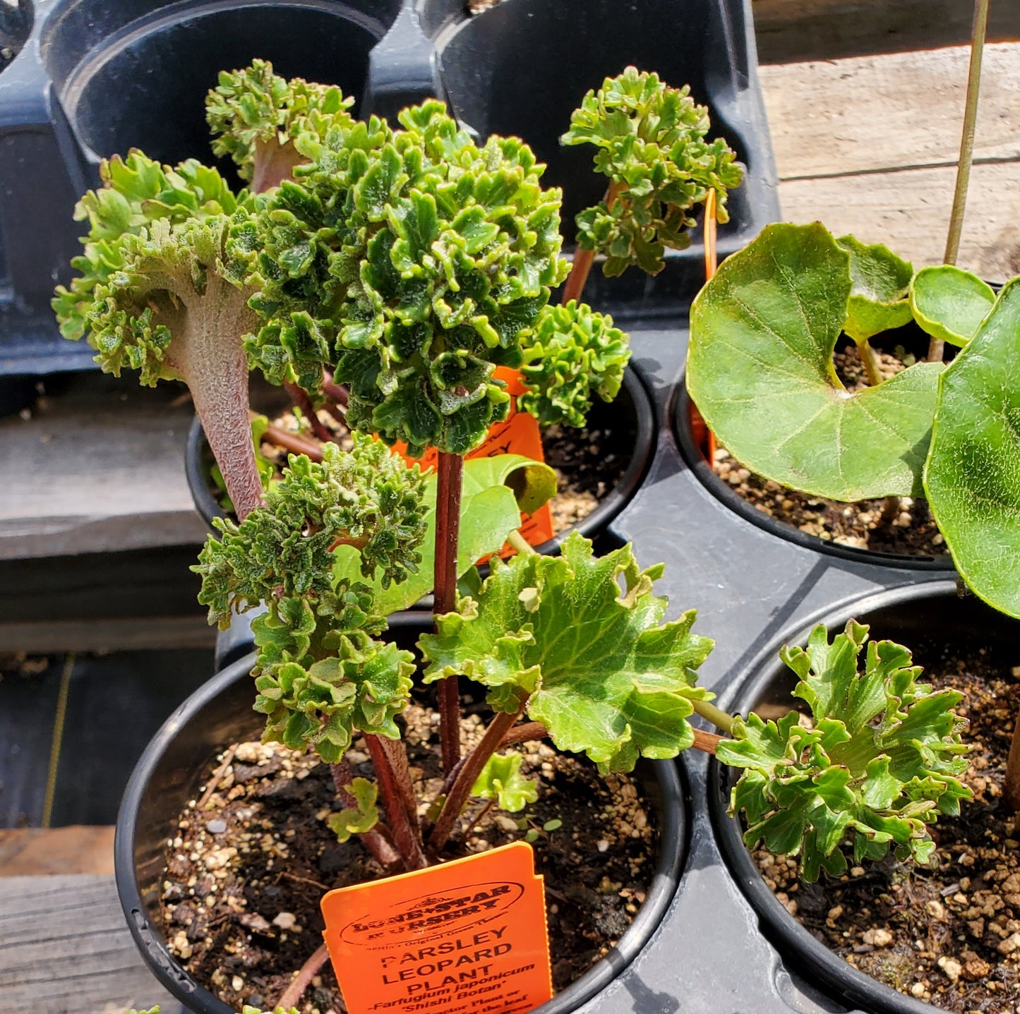 Farfugium japonicum 'Shishi Botan' --Parsley Leopard Plant--