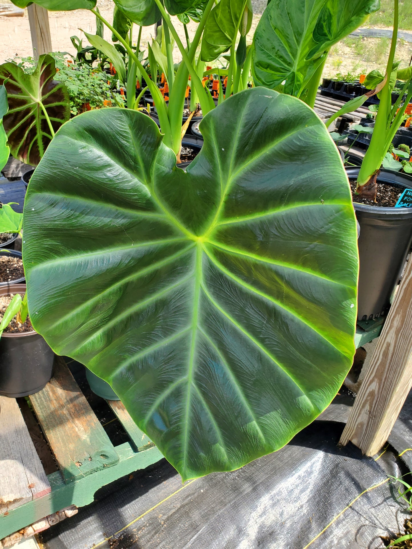 Remusatia vivipara 'Son La' --Hitchhiker Elephant Ear--