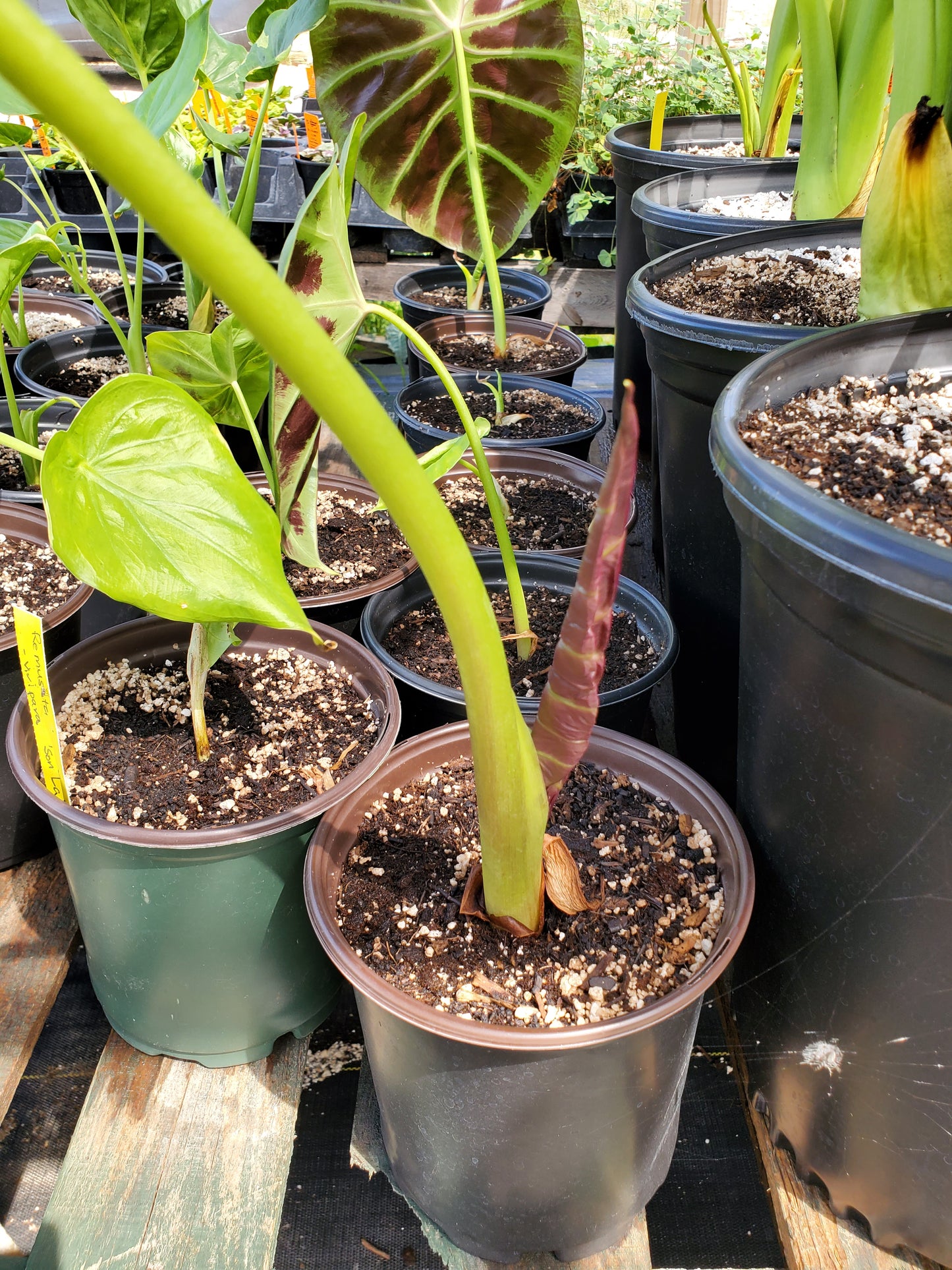 Remusatia vivipara 'Son La' --Hitchhiker Elephant Ear--