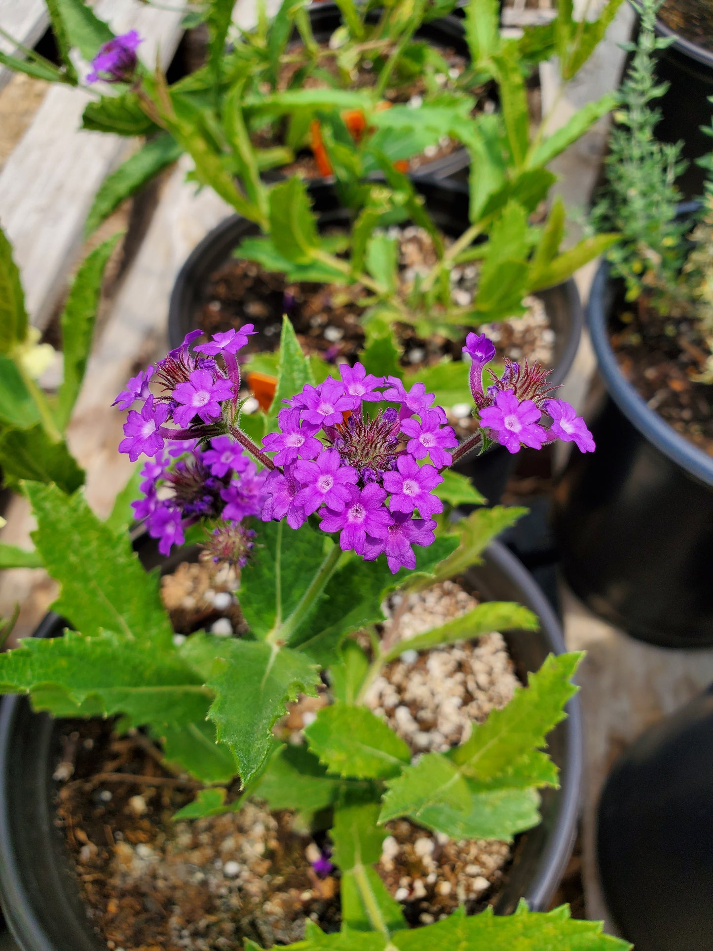 Verbena rigida --Sandpaper Verbena--