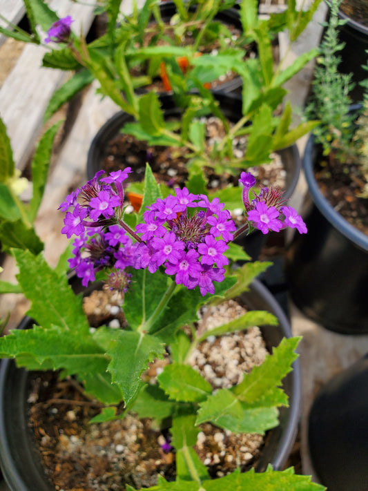 Verbena rigida --Sandpaper Verbena--