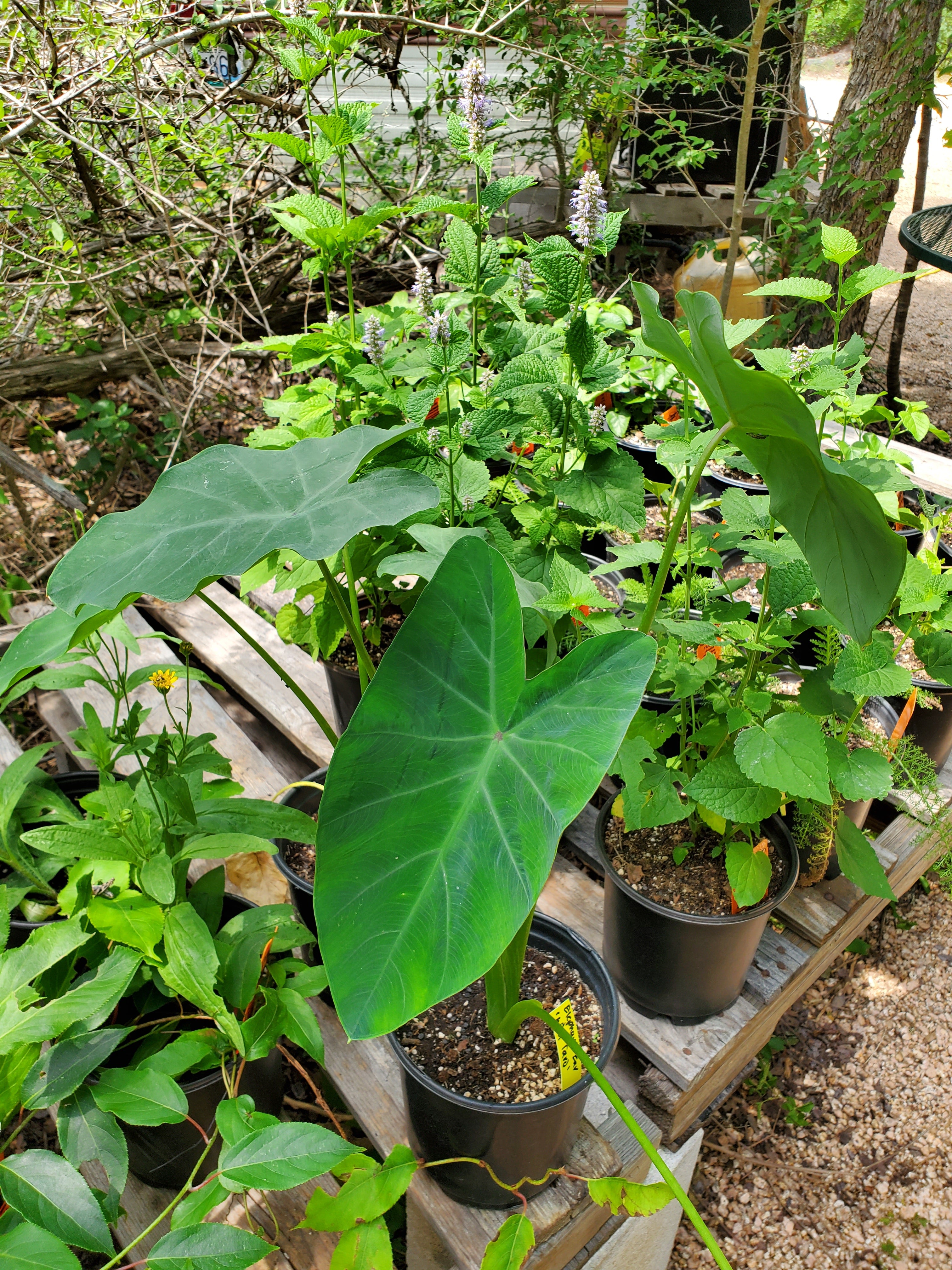 elephant ear plant edible Colocasia esculenta --Wild Taro Elephant Ear--