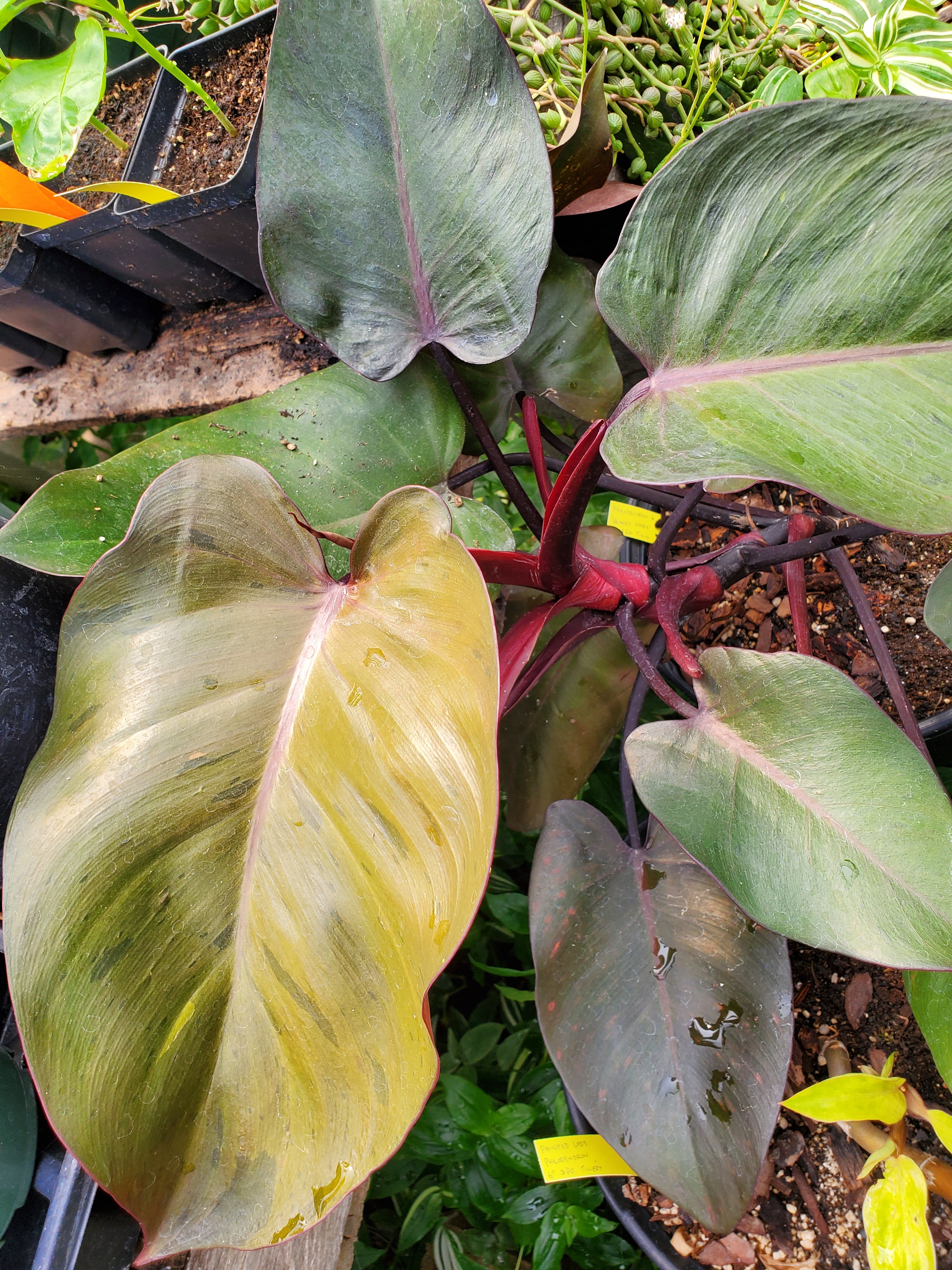 philodendron bloody mary scientific name Philodendron 'Bloody Mary'